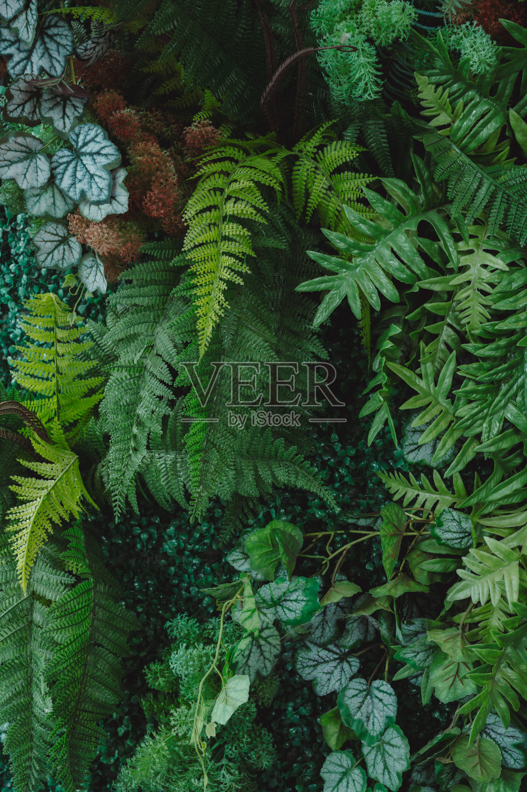 热带树叶，抽象绿叶纹理，自然背景照片摄影图片