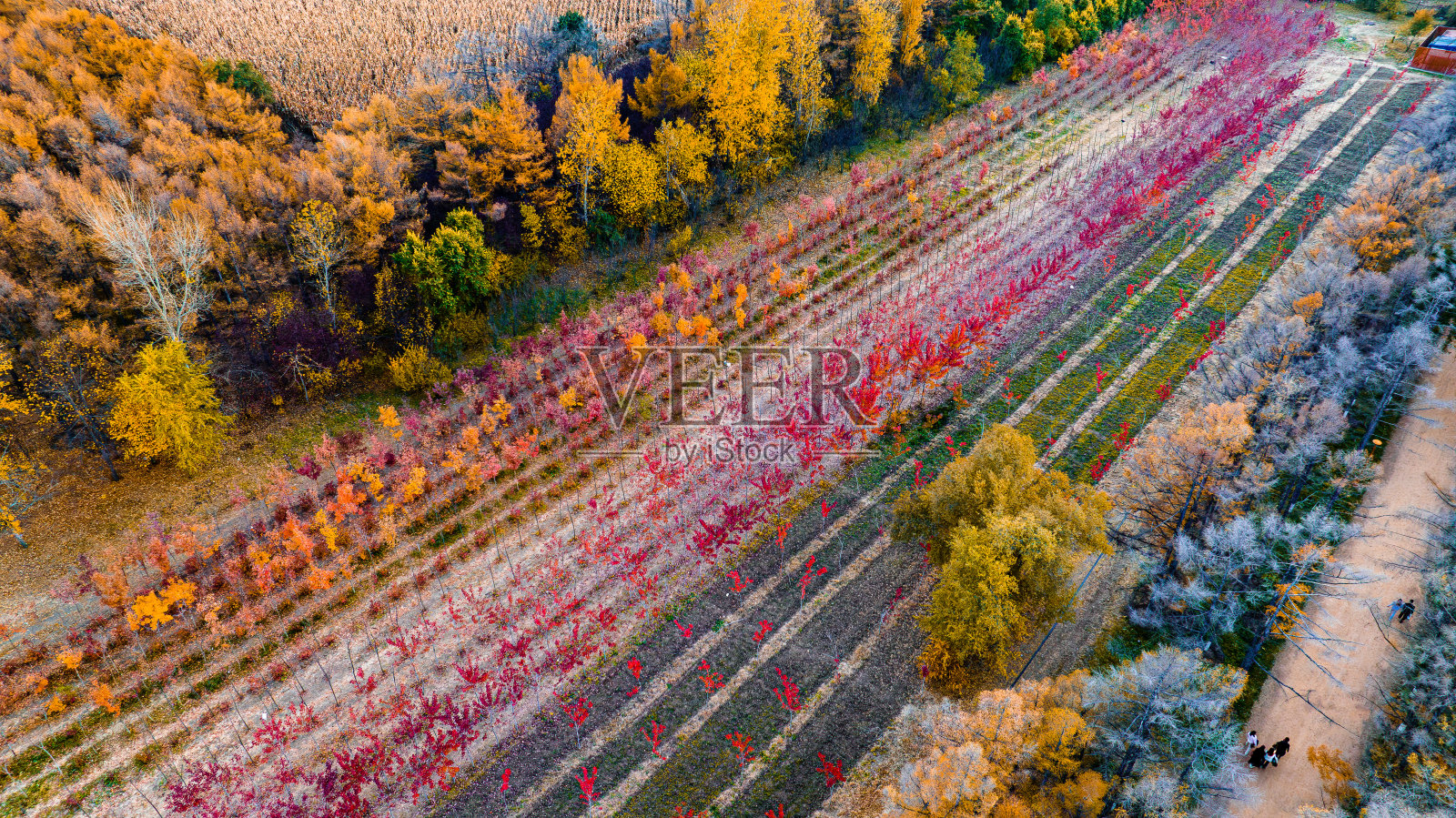中国长春白木园秋景照片摄影图片