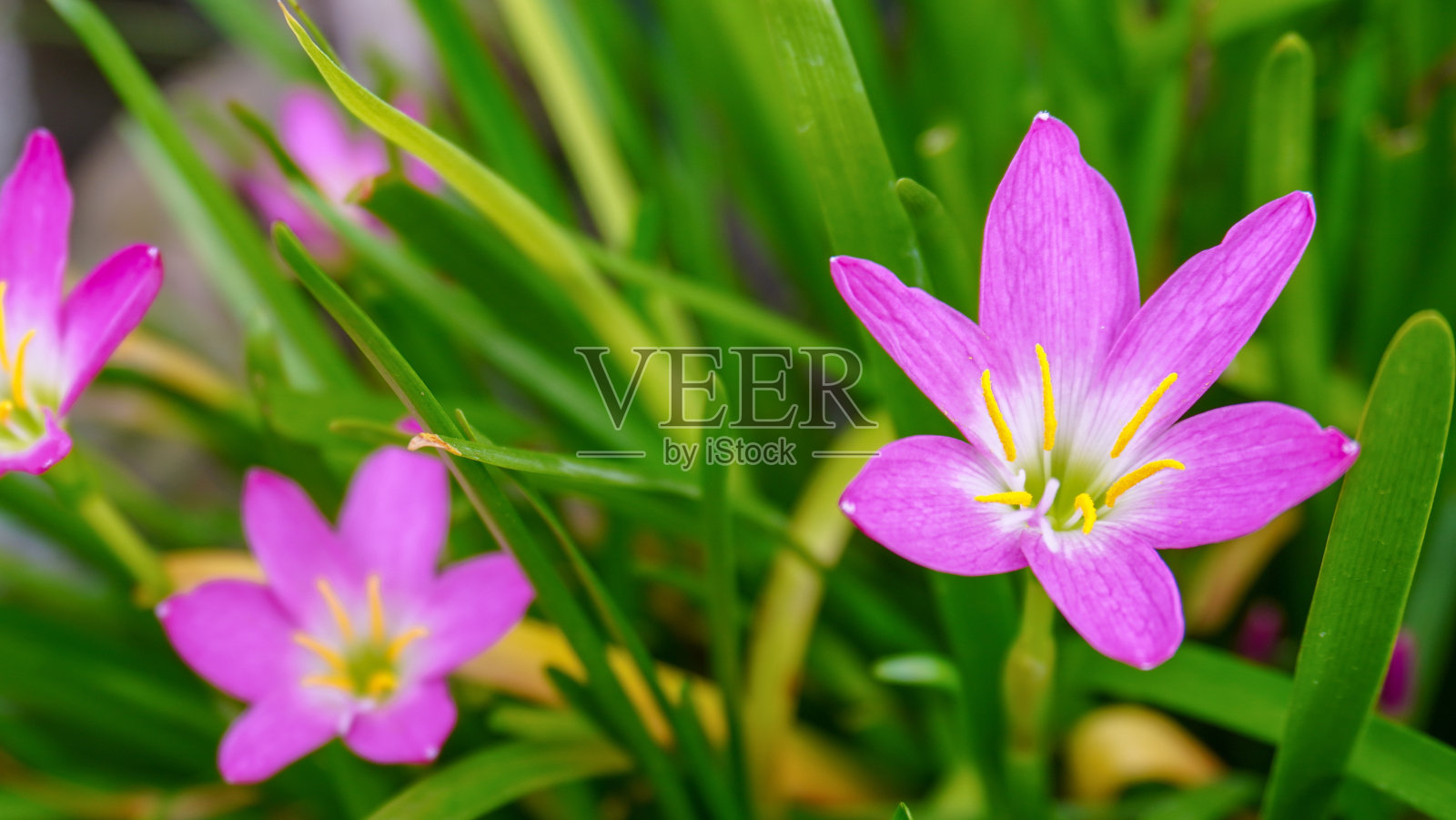 紫色的花照片摄影图片