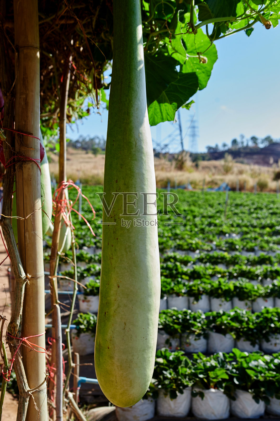青青的冬瓜在棚架上照片摄影图片