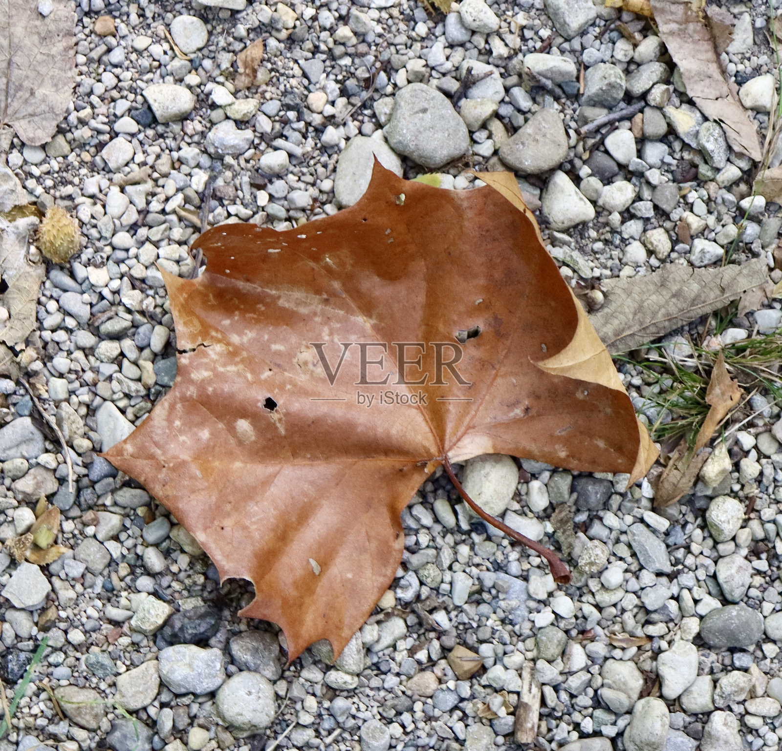褐色落叶照片摄影图片