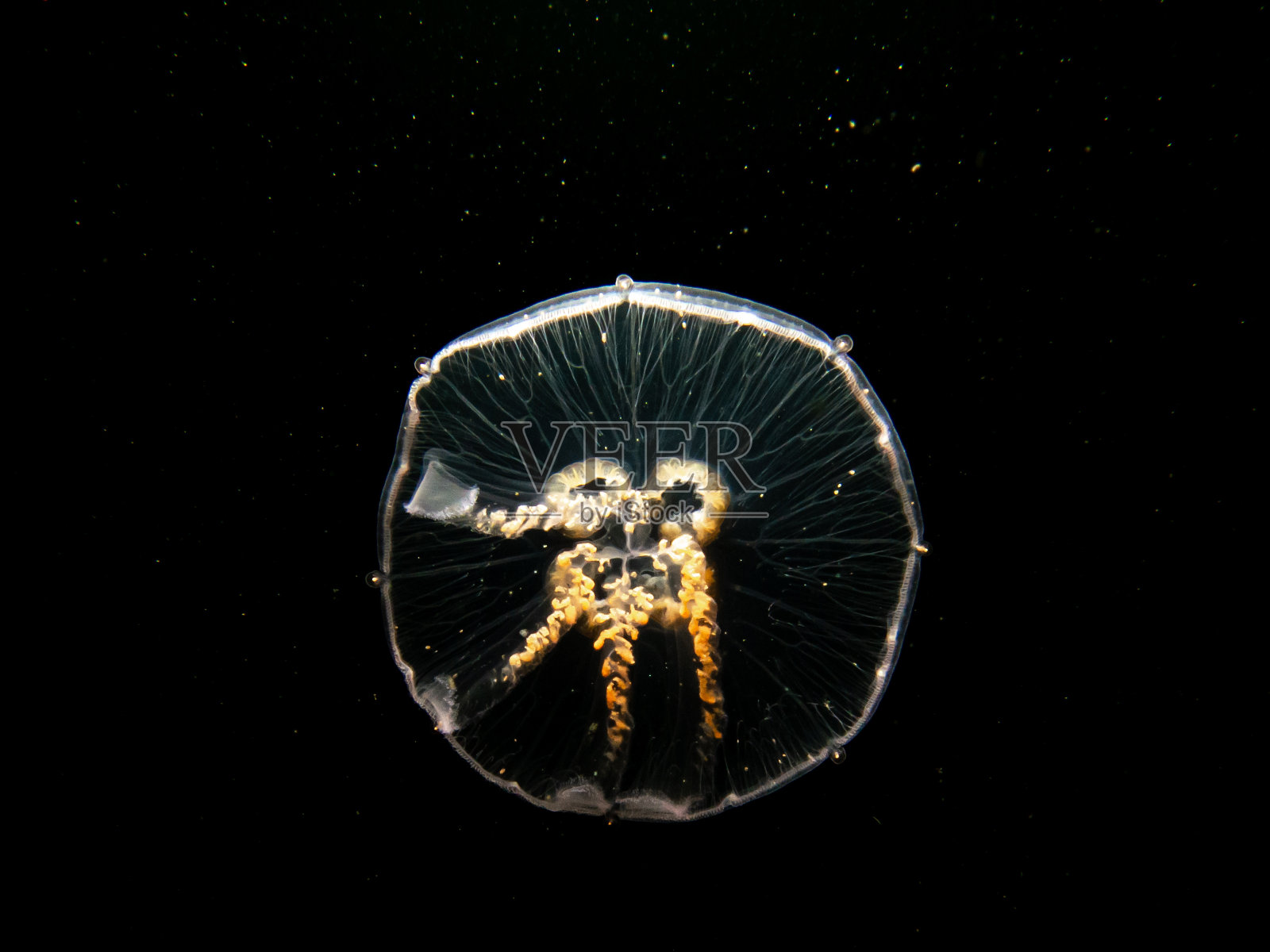 以黑色海水为背景的月亮水母的特写照片照片摄影图片