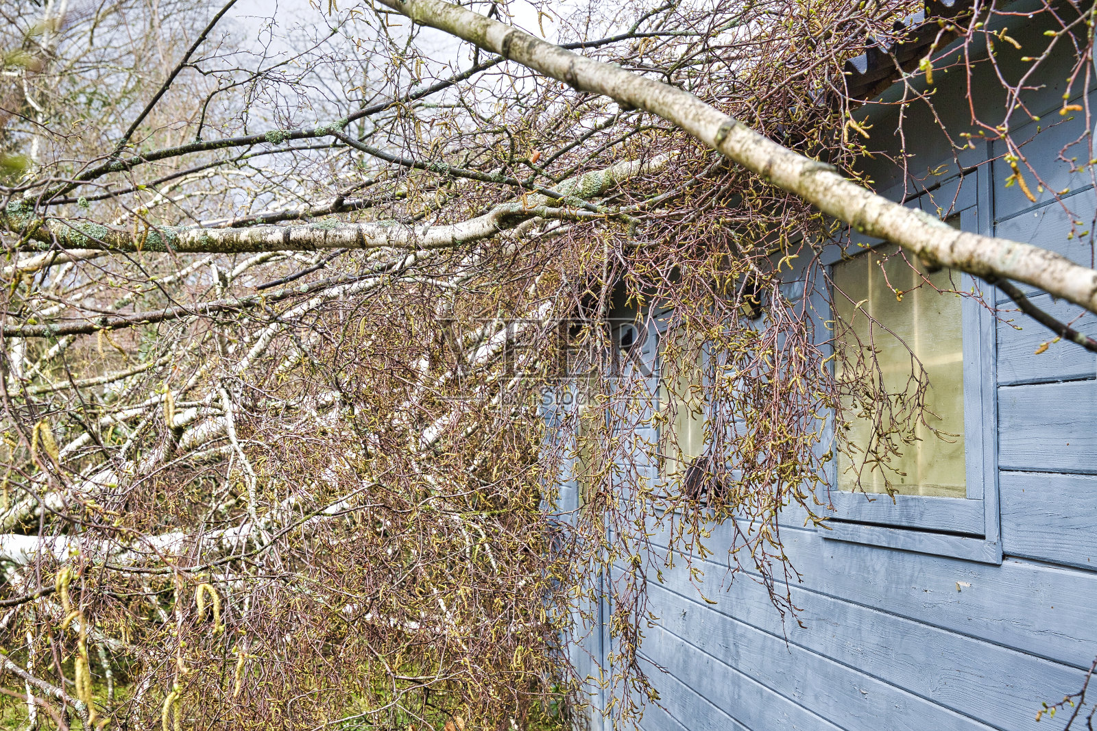 在强烈的龙卷风和风暴之后，五棵大桦树在木制屋顶车库的花园中倒下。保险公司的灾难照片摄影图片