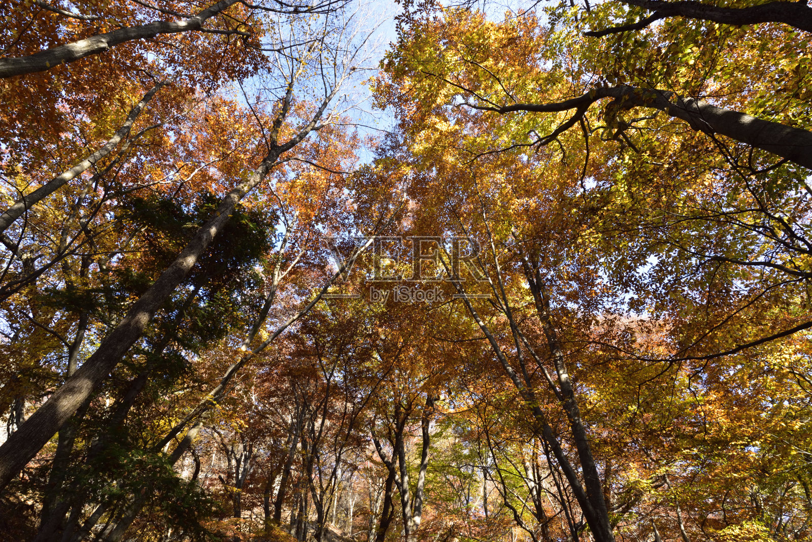 攀登岩壁山，群马县，日本照片摄影图片