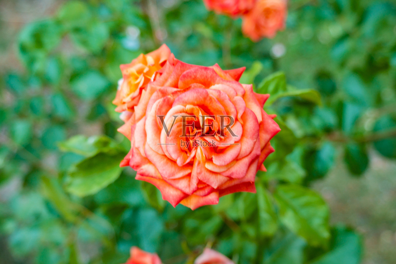 黄色的郁金香在绿色的背景上开花。照片摄影图片