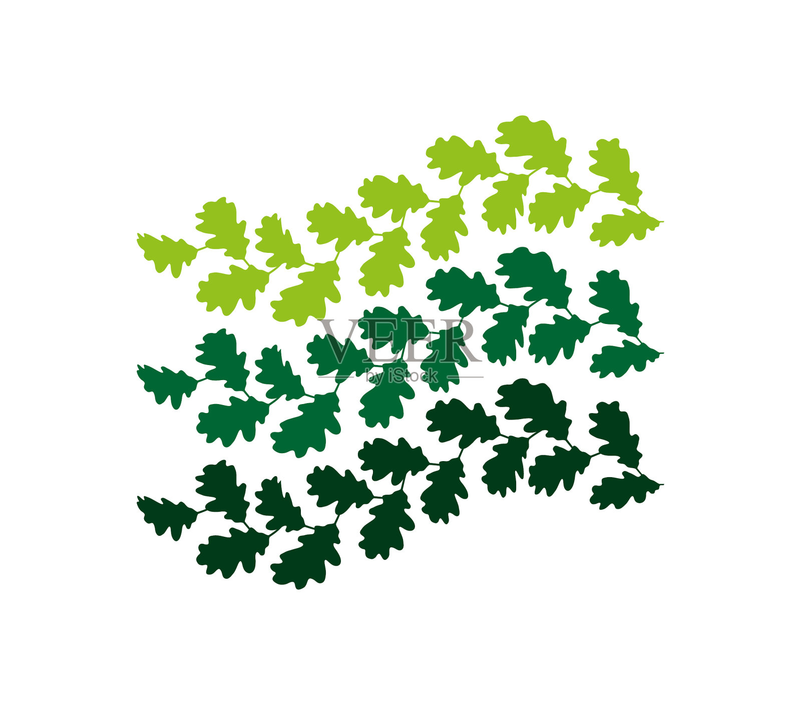 三种深浅不一的绿色橡树叶做成的图案。树叶做成的旗帜插画图片素材
