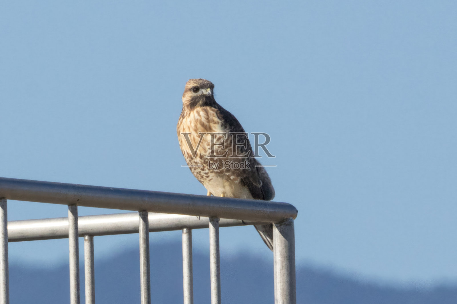 在篱笆上休息的东方秃鹰。照片摄影图片