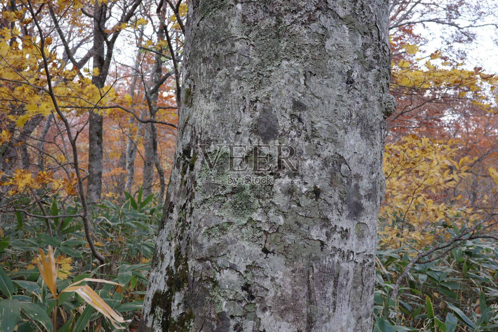 以船岳山山毛榉为中心的落叶阔叶林的秋叶照片摄影图片