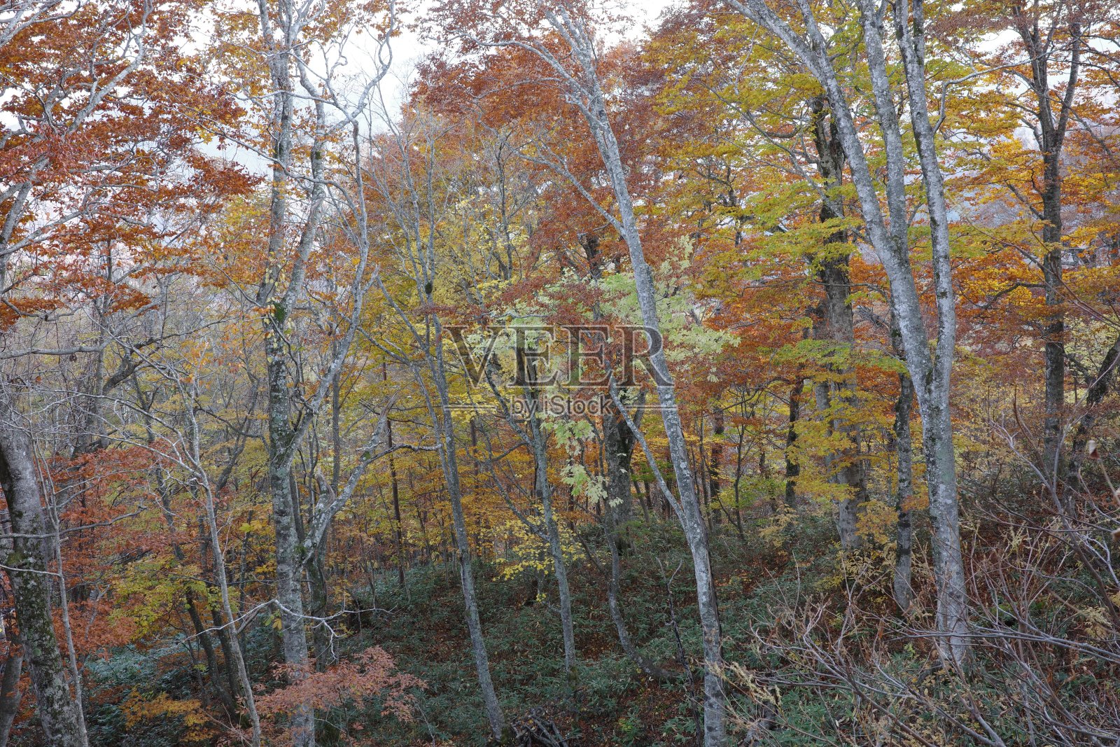 以船岳山山毛榉为中心的落叶阔叶林的秋叶照片摄影图片