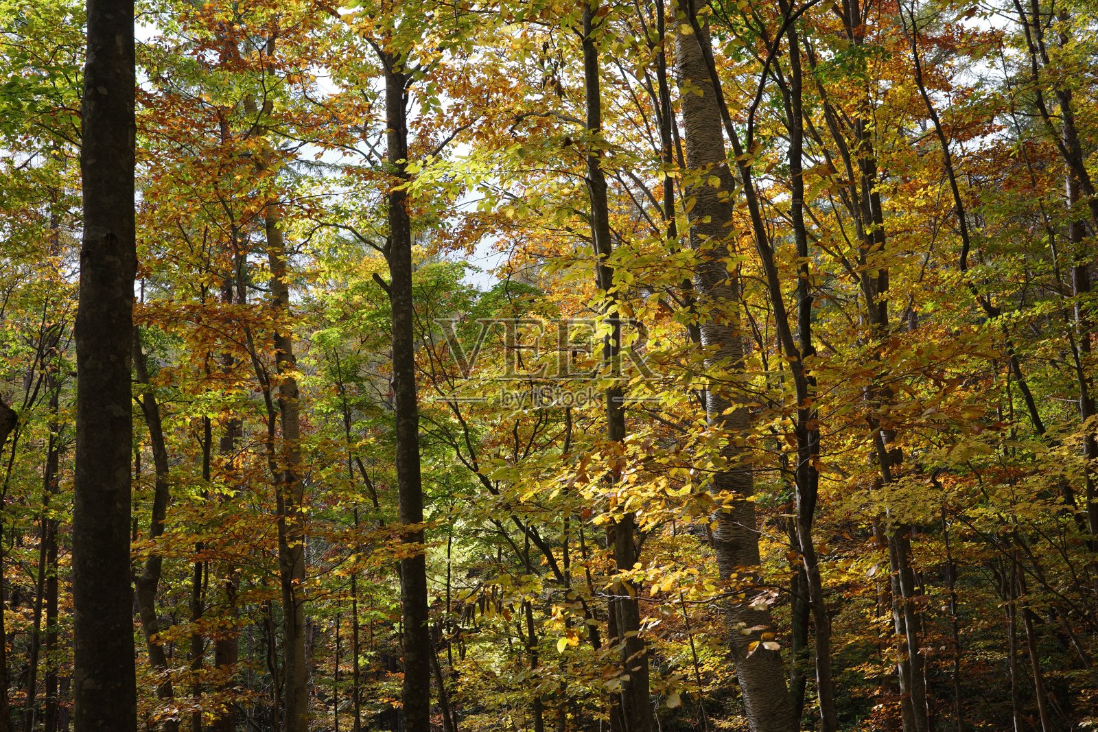 以船岳山山毛榉为中心的落叶阔叶林的秋叶照片摄影图片