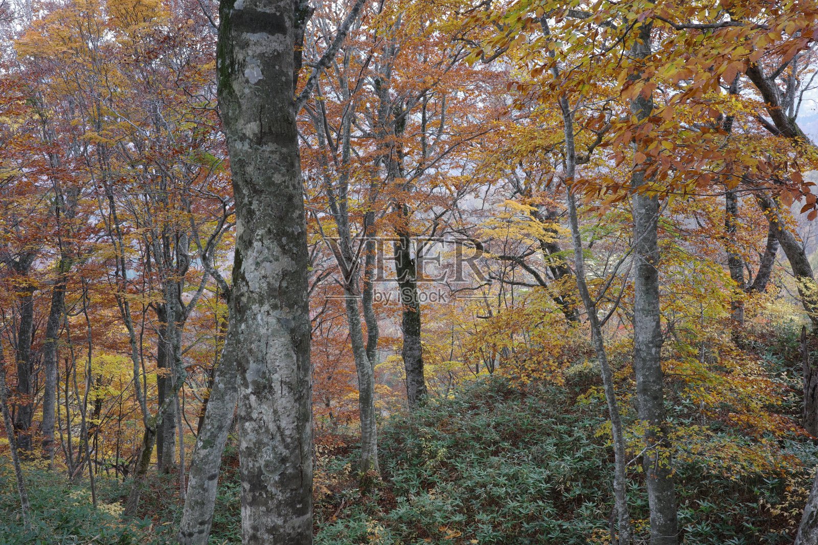 以船岳山山毛榉为中心的落叶阔叶林的秋叶照片摄影图片