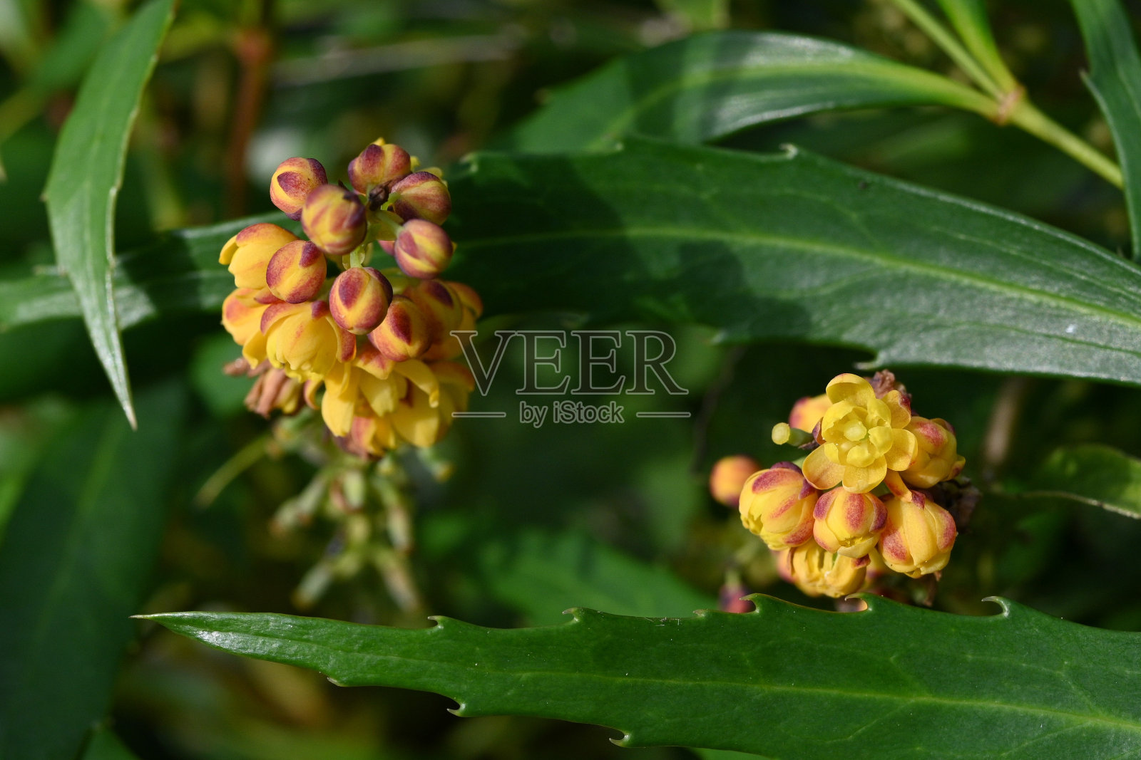 中国马洪(Berberis fortunei)的芽和花。小檗科常绿灌木。艾尔。照片摄影图片
