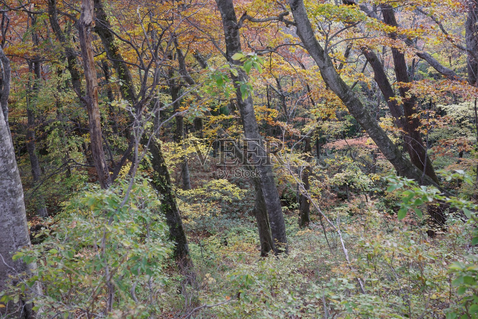 以船岳山山毛榉为中心的落叶阔叶林的秋叶照片摄影图片
