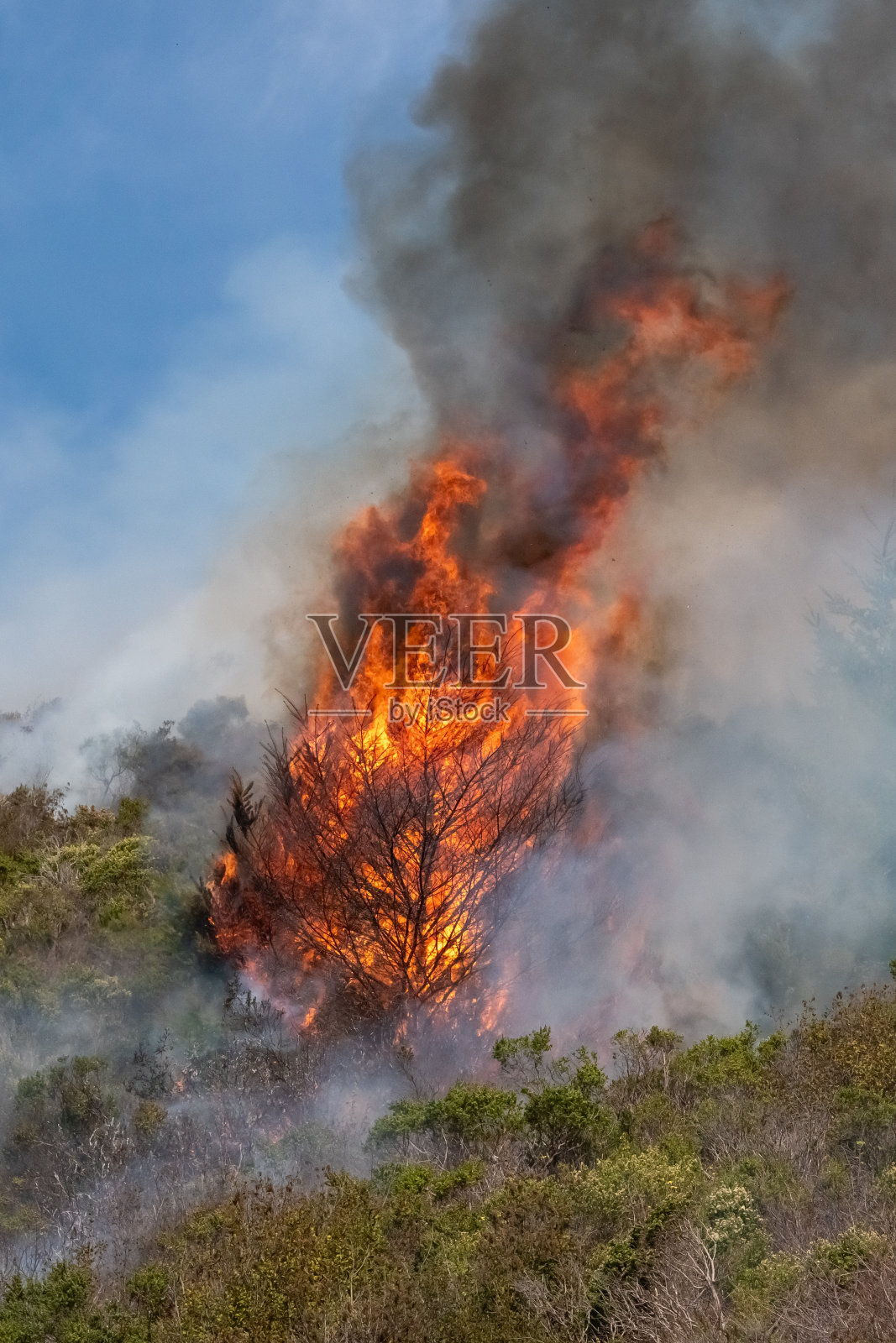 加州野火照片摄影图片
