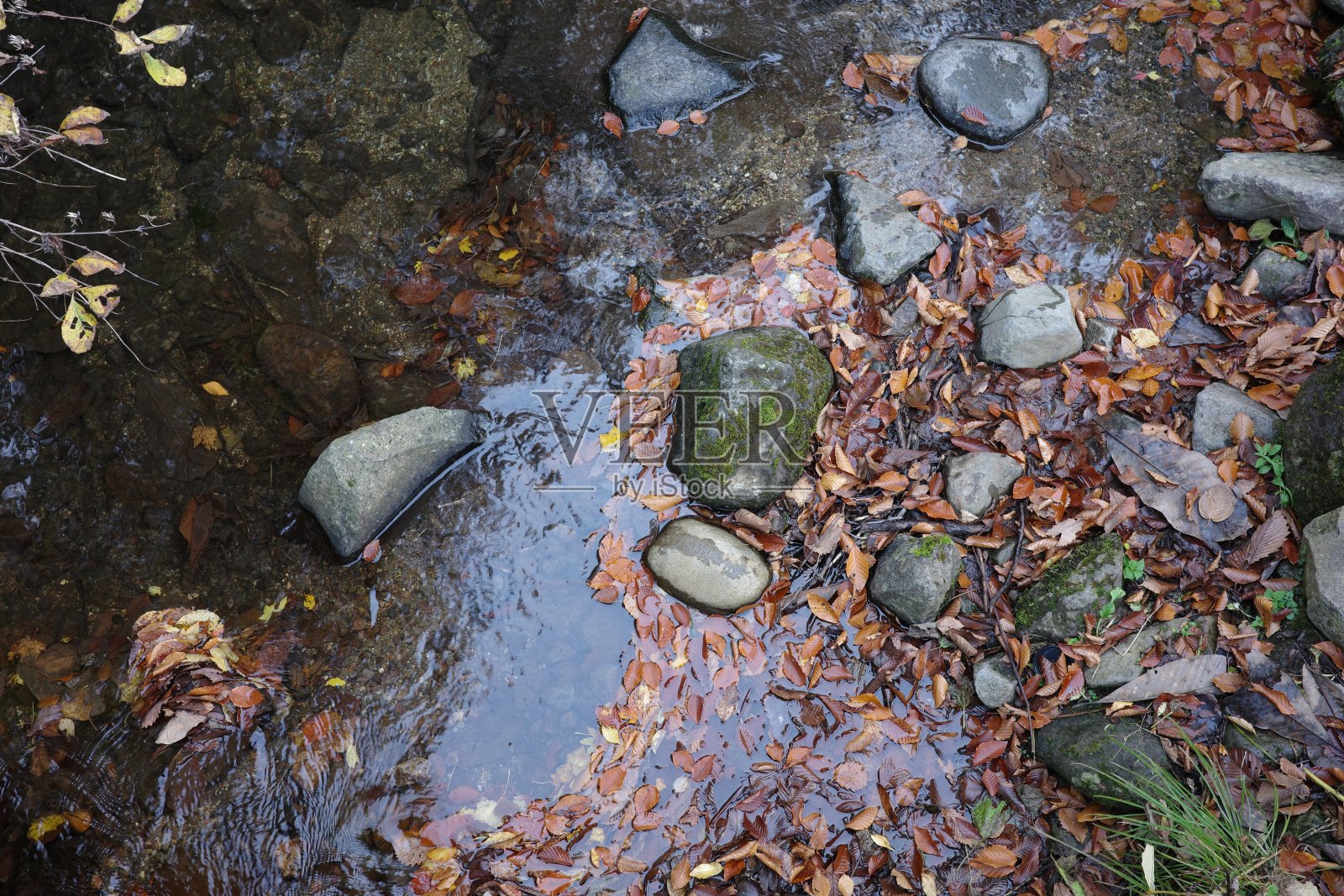 在船形山以山毛榉为中心的秋色落叶阔叶林中，清澈的小溪流淌着照片摄影图片