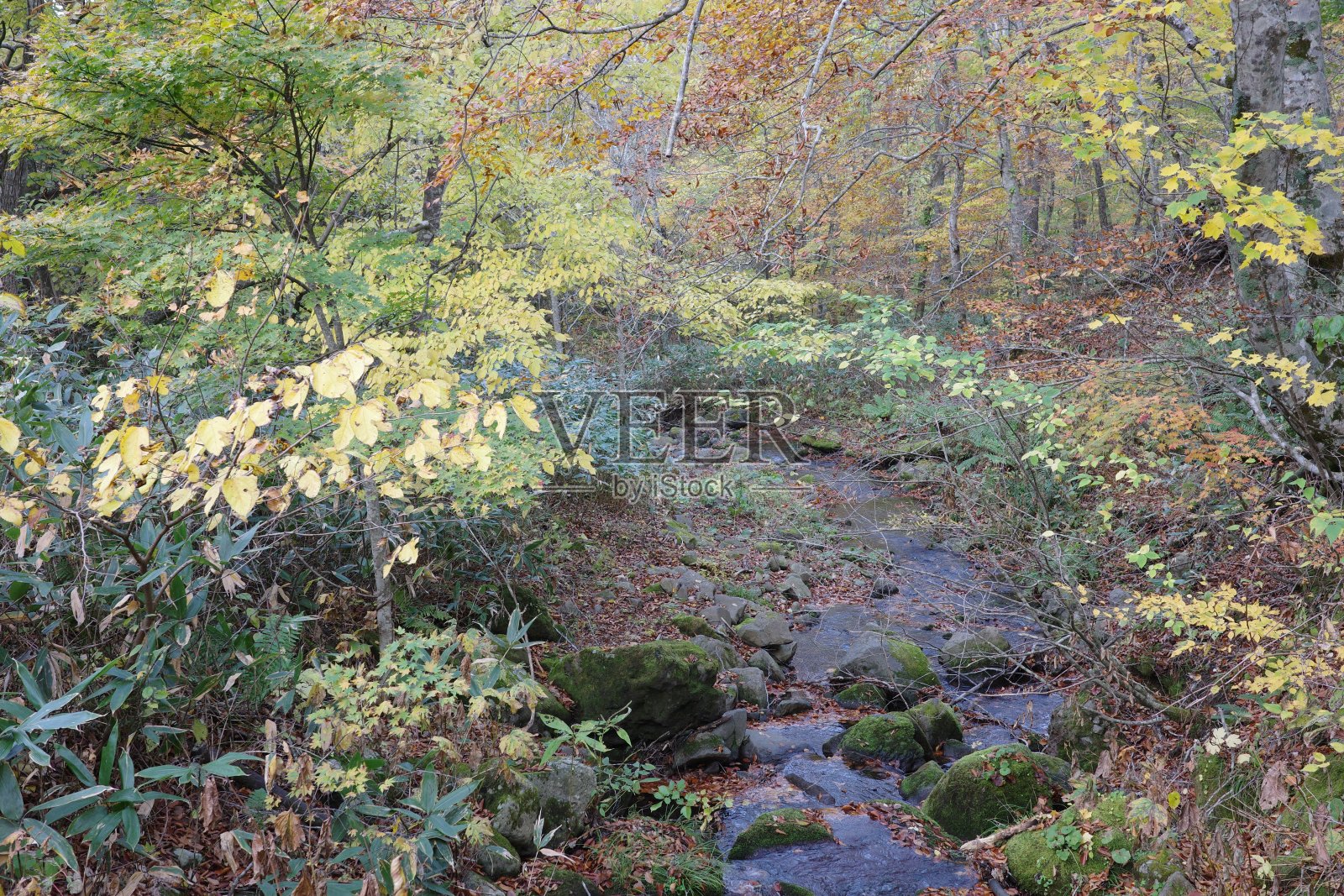 在船形山以山毛榉为中心的秋色落叶阔叶林中，清澈的小溪流淌着照片摄影图片