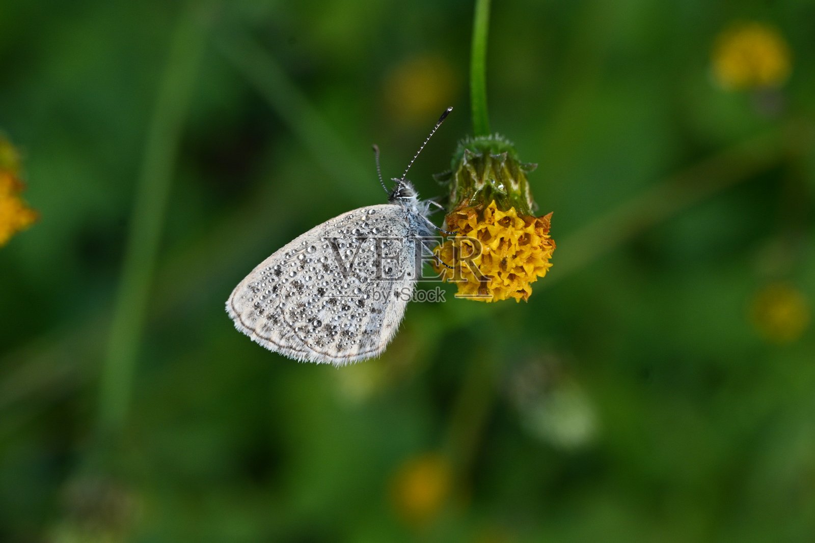 有毛的乞丐蜱(Bidens pilosa)花和种子。菊科一年生植物。照片摄影图片
