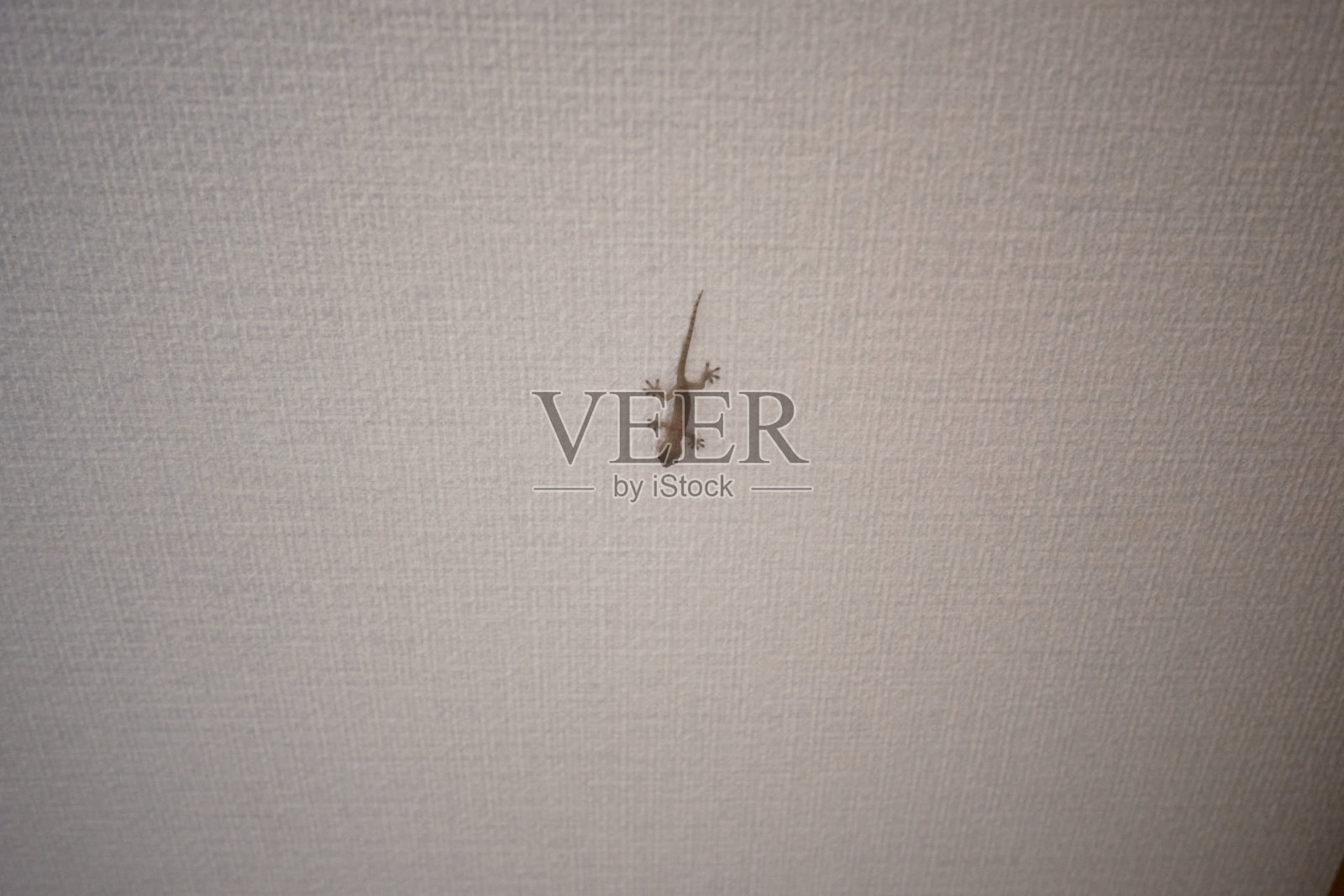 房子天花板上的壁虎照片摄影图片