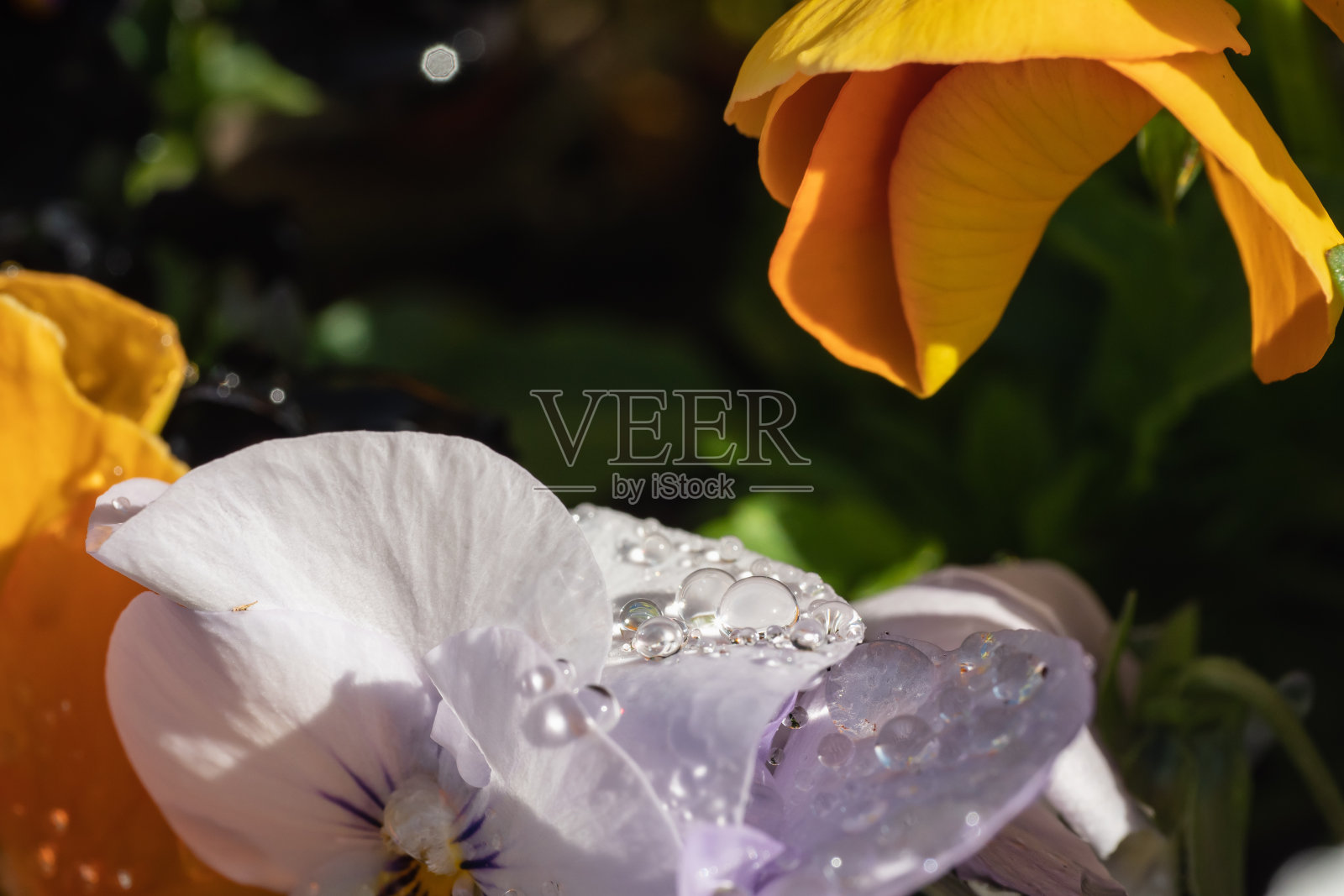 水滴落在三色堇花上。特写镜头。照片摄影图片