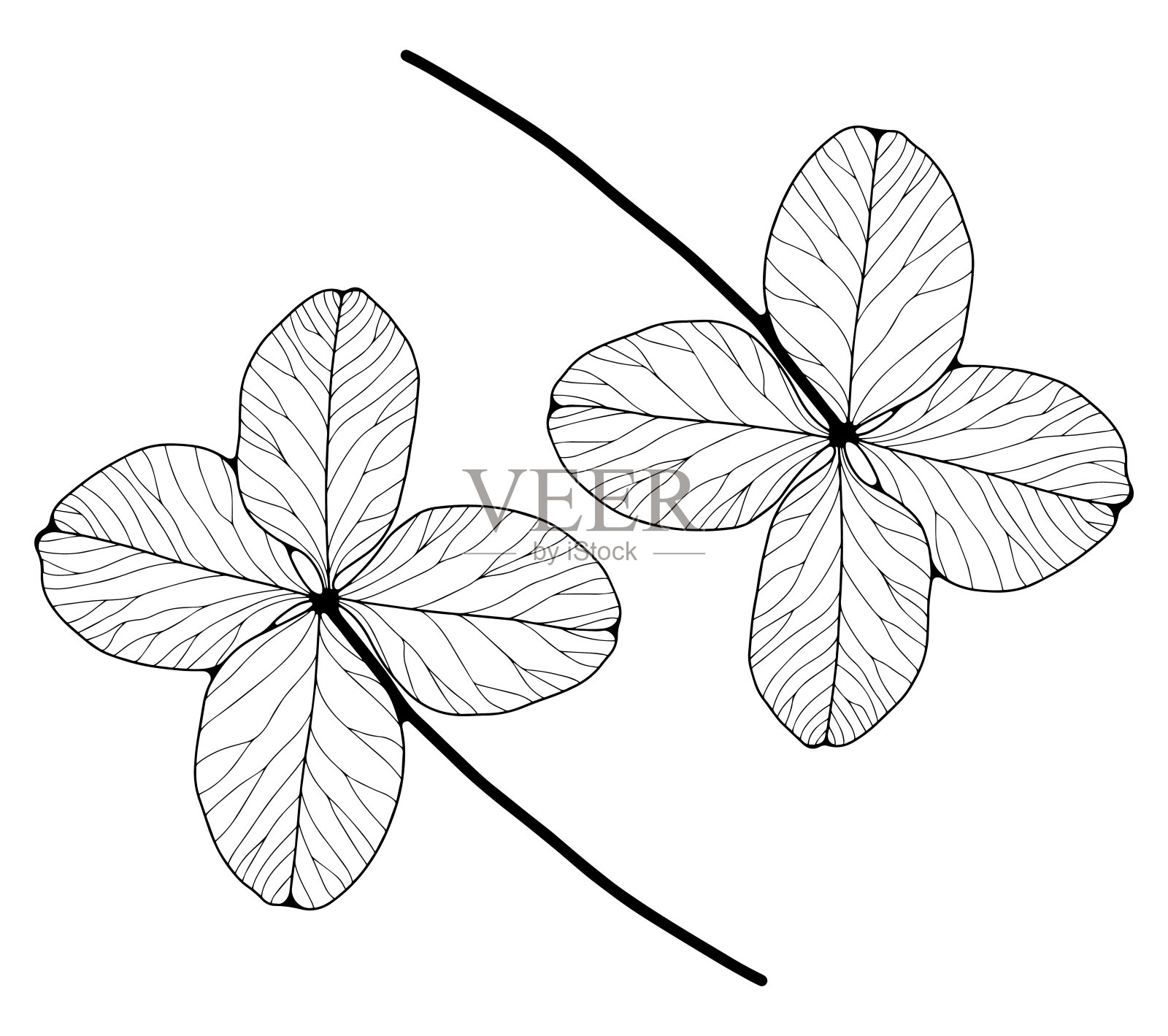 白色背景上的三叶草的黑色轮廓。植物的剪影为着色页，出版物在书籍和杂志插画图片素材