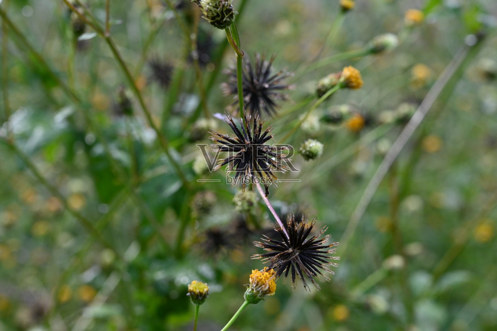 有毛的乞丐蜱(Bidens pilosa)花和种子。菊科一年生植物。照片摄影图片