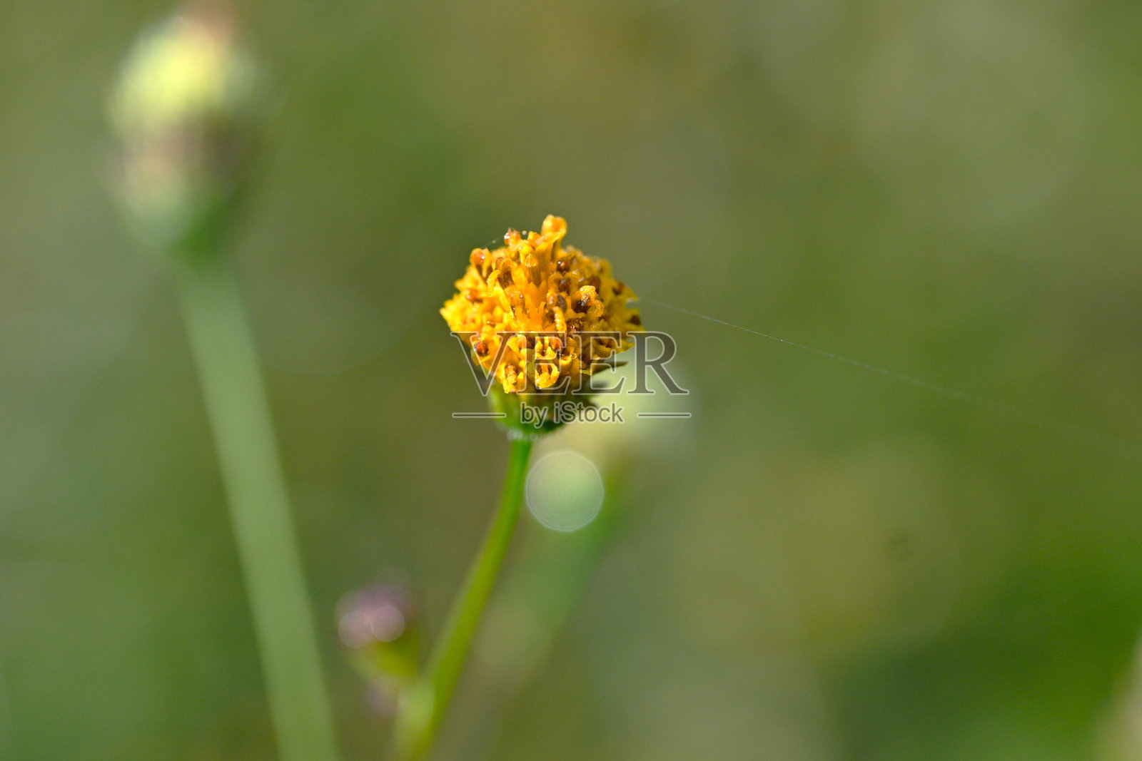有毛的乞丐蜱(Bidens pilosa)花和种子。菊科一年生植物。照片摄影图片
