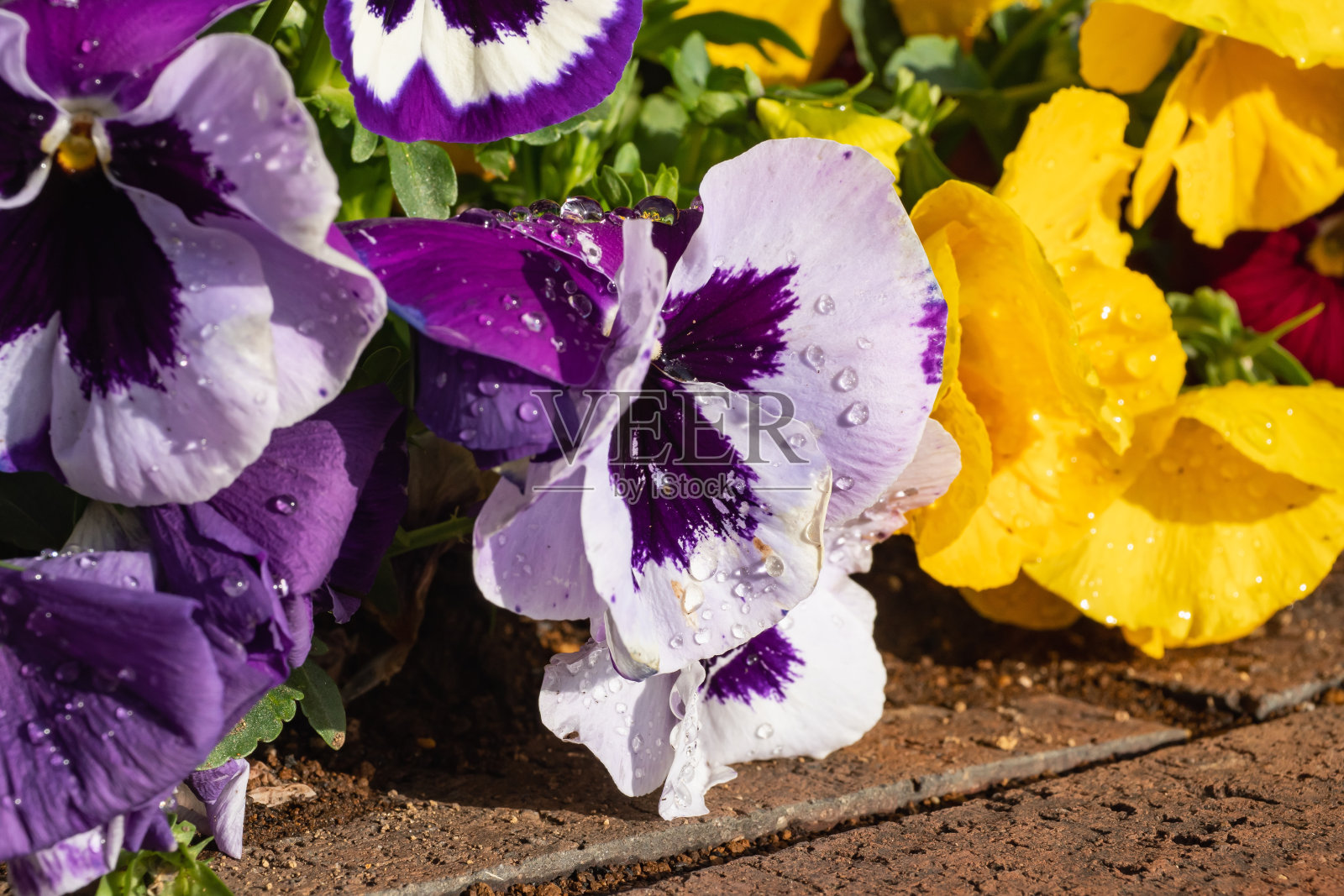 紫色三色紫罗兰。水滴落在花上。照片摄影图片