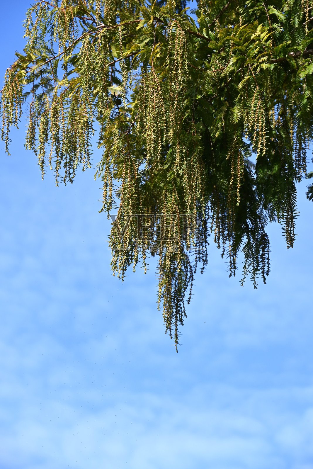 水杉(黎明红木)雄花序。柏科落叶针叶树。照片摄影图片