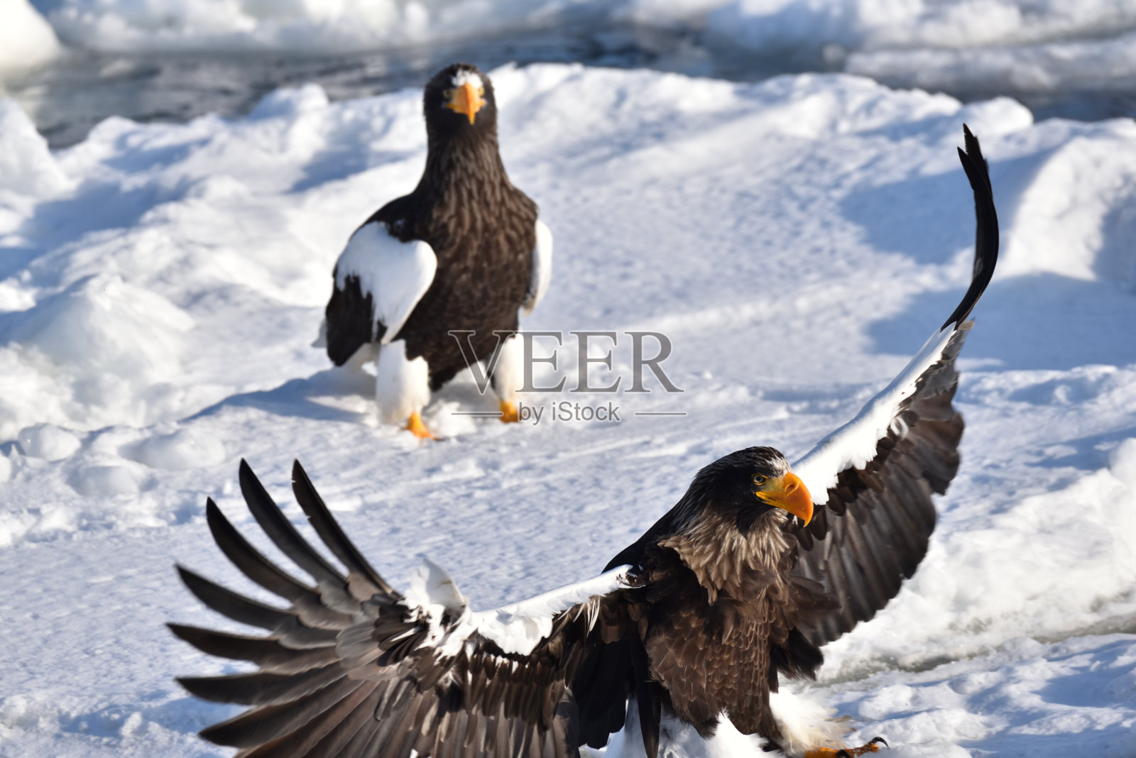 冬天用浮冰观鸟照片摄影图片