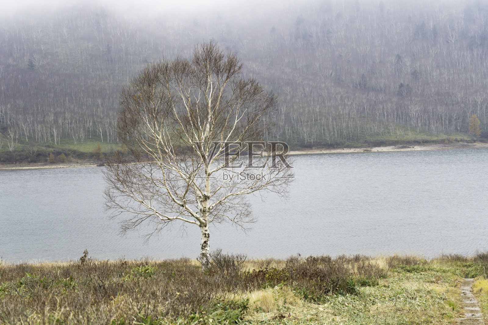 秋天的高地风光:湖边有一棵白桦树照片摄影图片