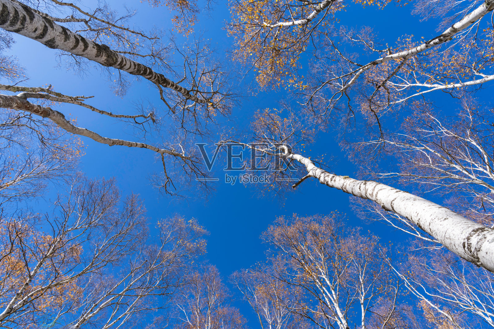 高原上的白桦林和蓝天照片摄影图片