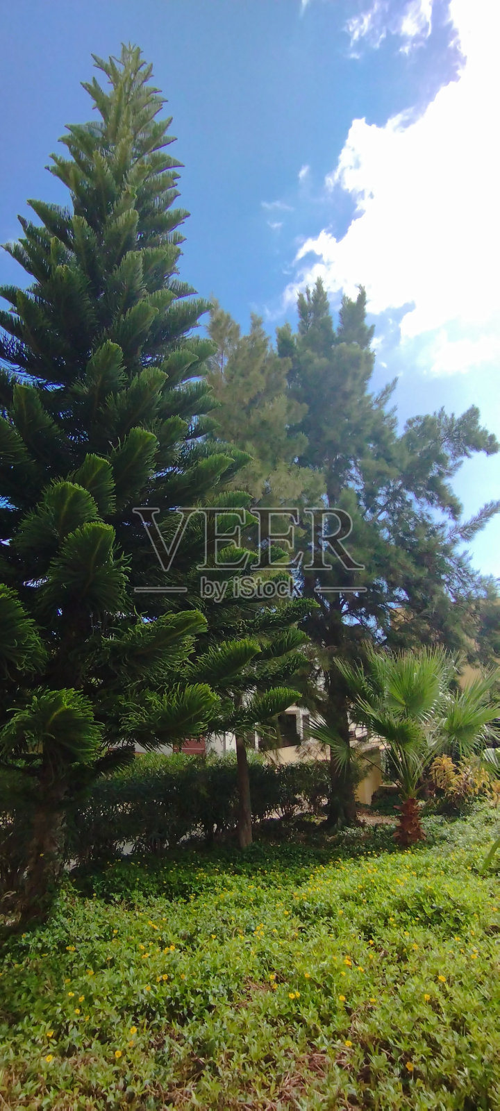 圣诞节树照片摄影图片