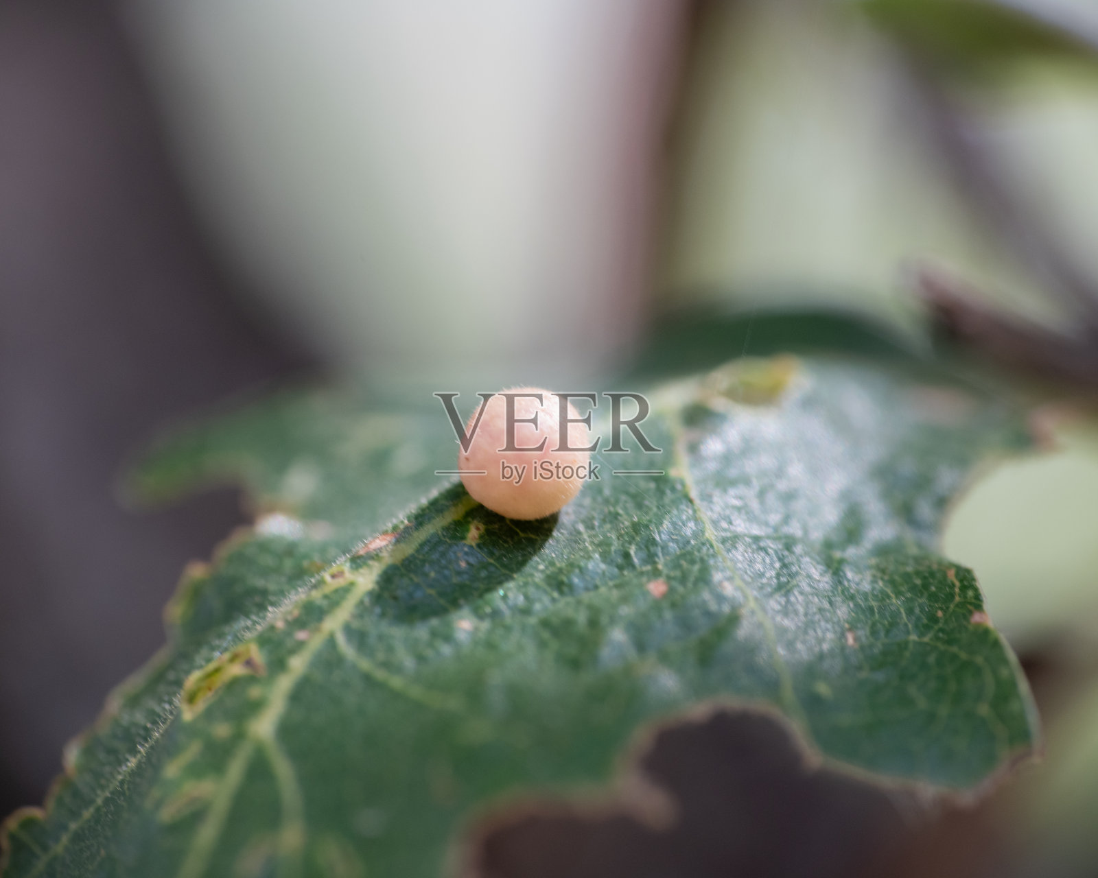 叶子上的虫卵照片摄影图片