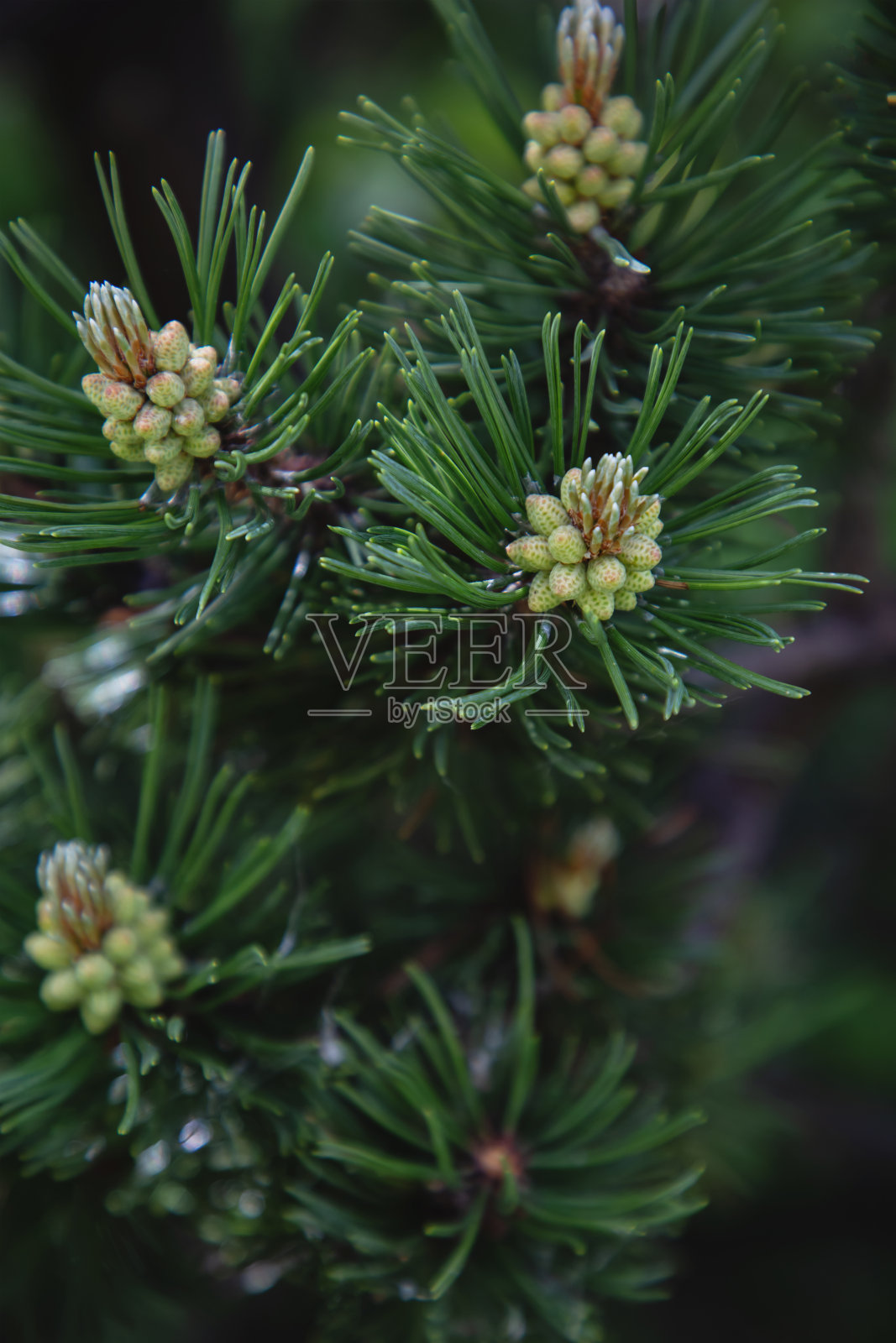 松树的针叶和树枝特写照片摄影图片