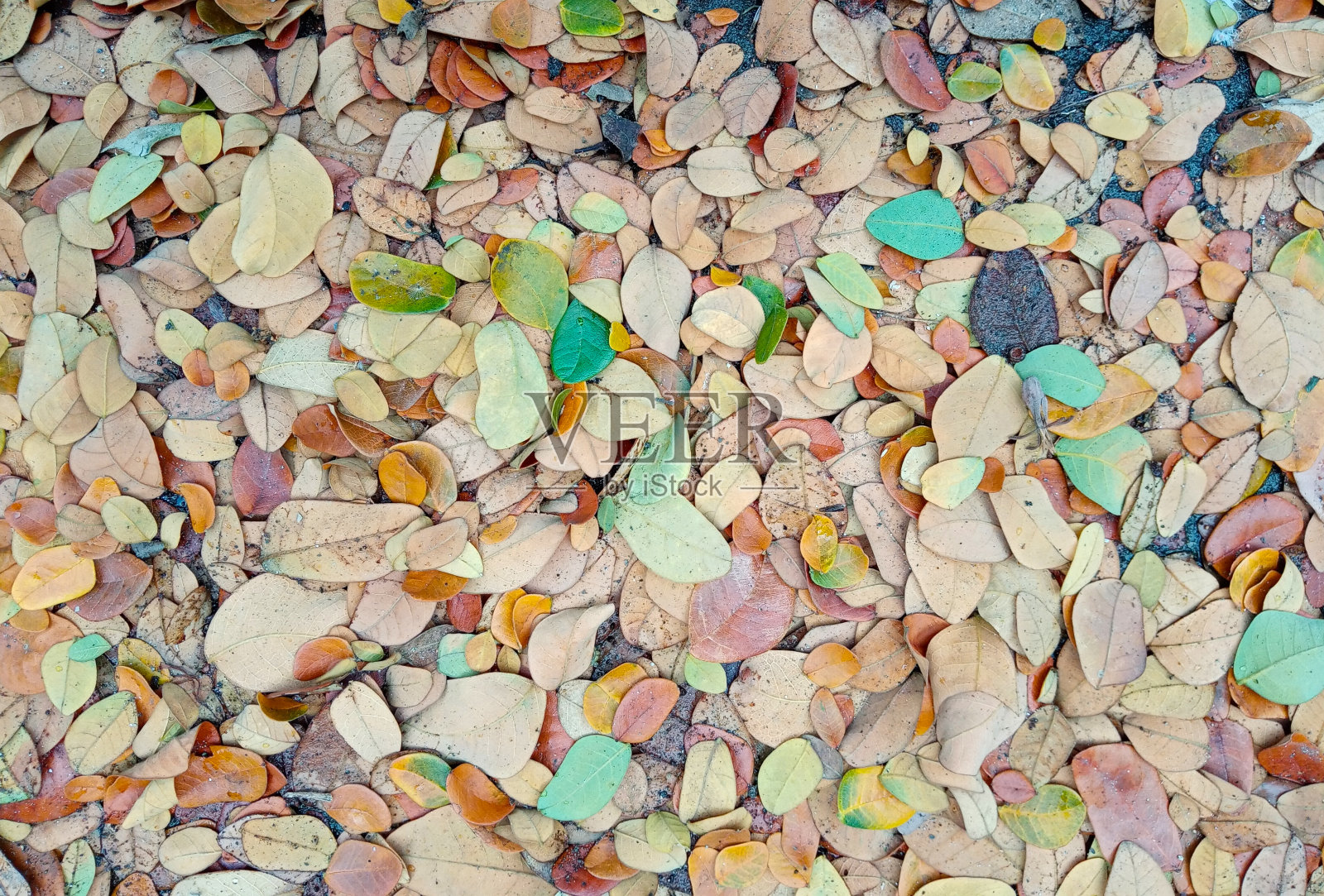 俯视图，许多片干树叶照片摄影图片