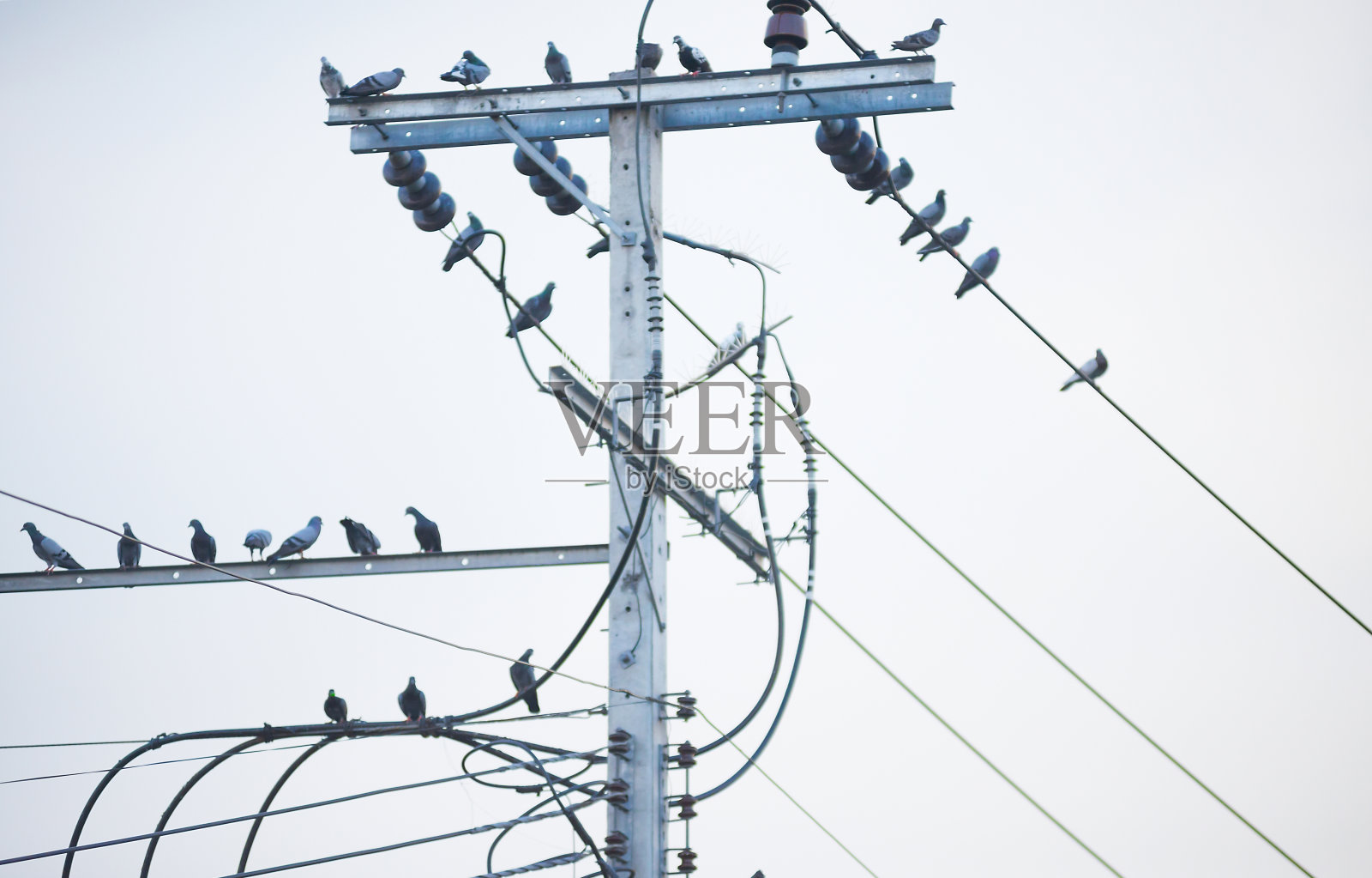 鸟群上的结构和高压电线照片摄影图片