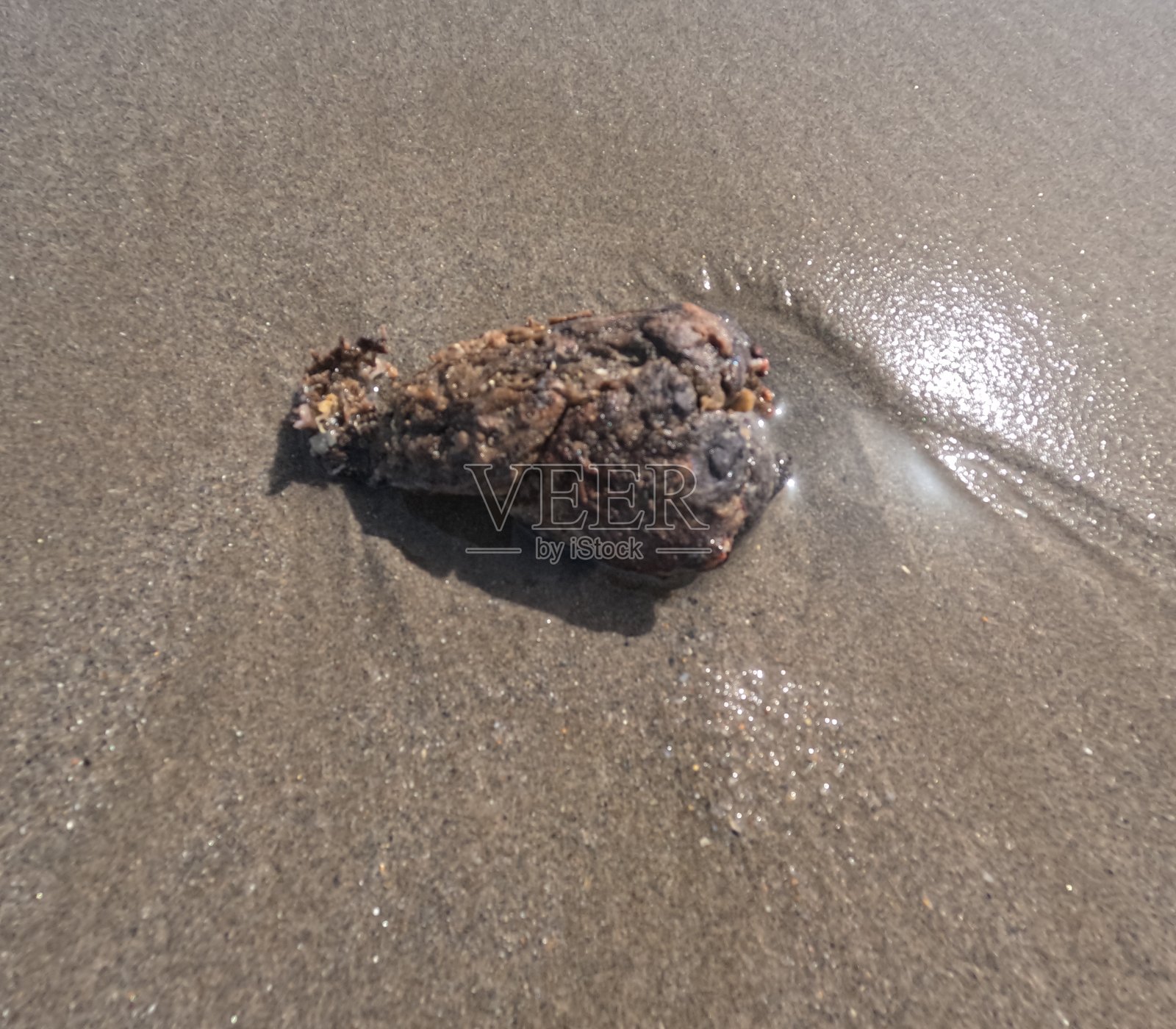 海土豆。照片摄影图片