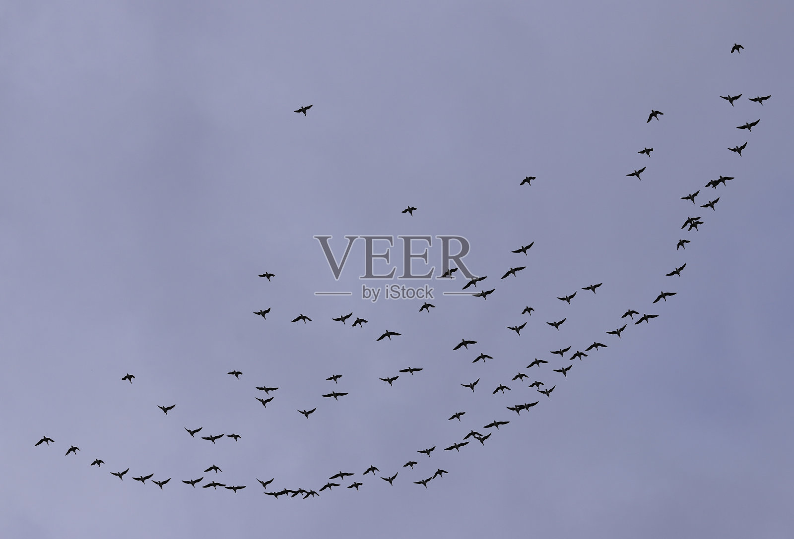 鸟的队形照片摄影图片