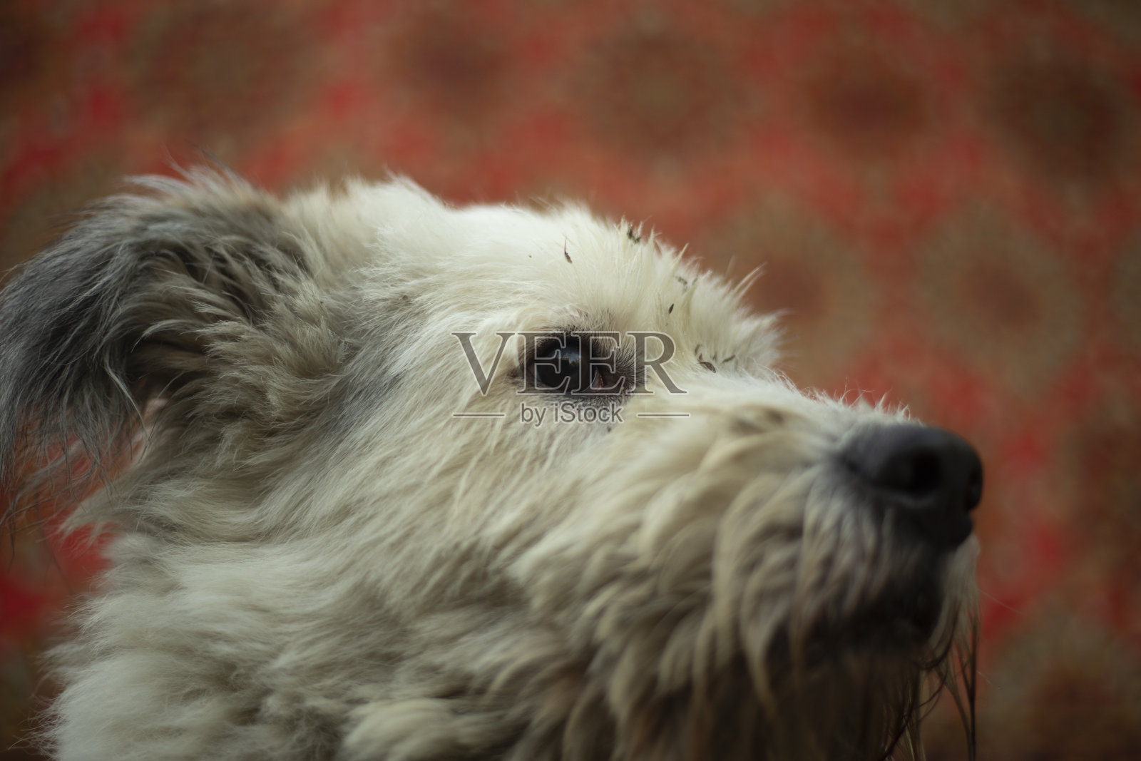 狗的肖像。白毛狗。宠物的枪口。照片摄影图片