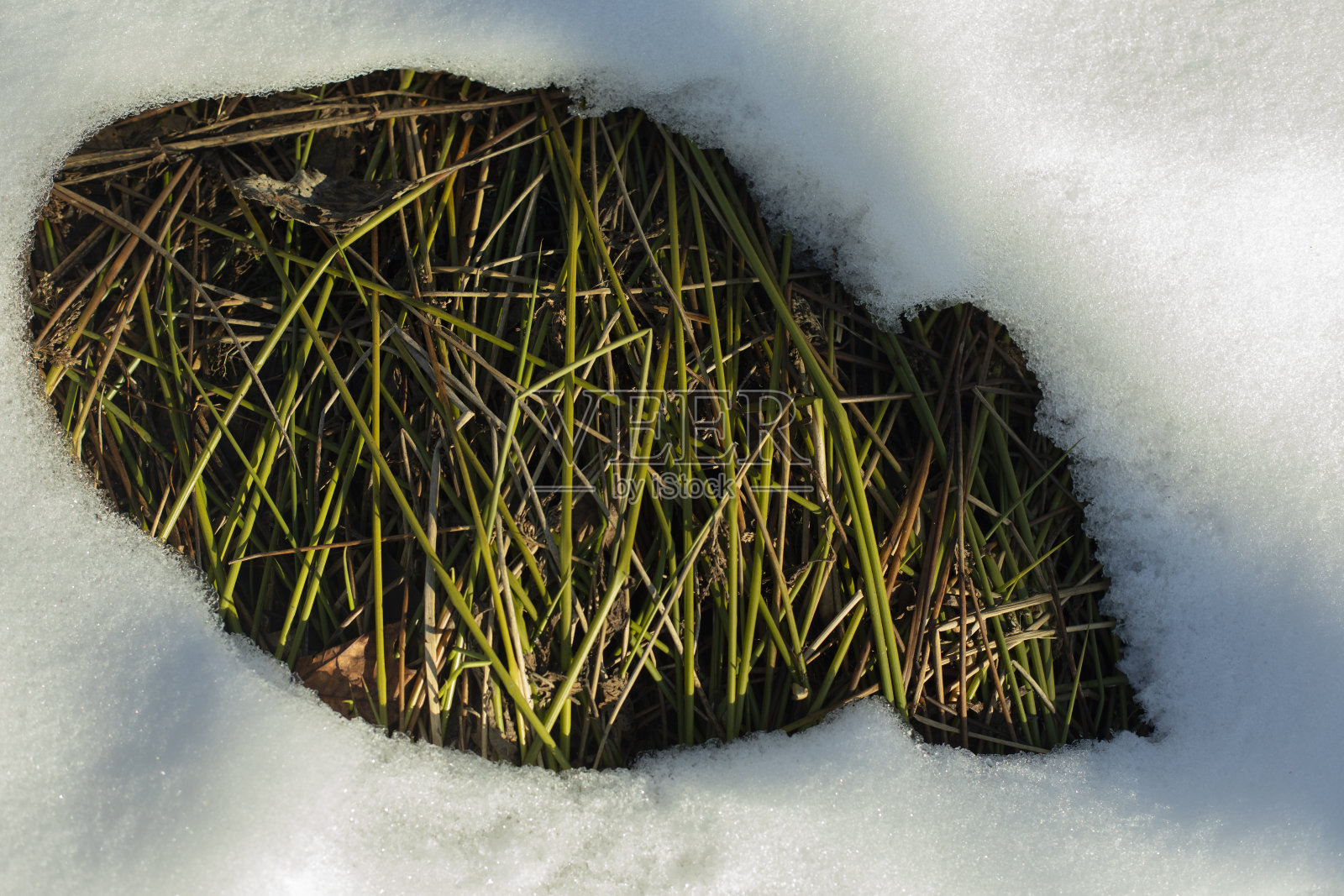 在地里解冻。雪下的草。春天的大自然。照片摄影图片