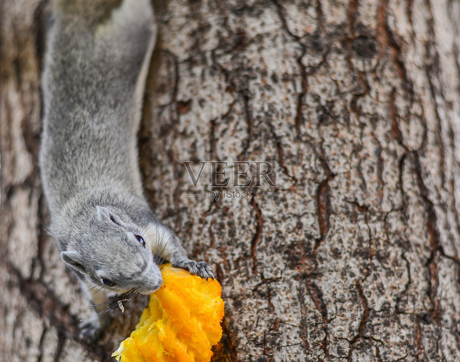 松鼠哺乳动物吃食物照片摄影图片