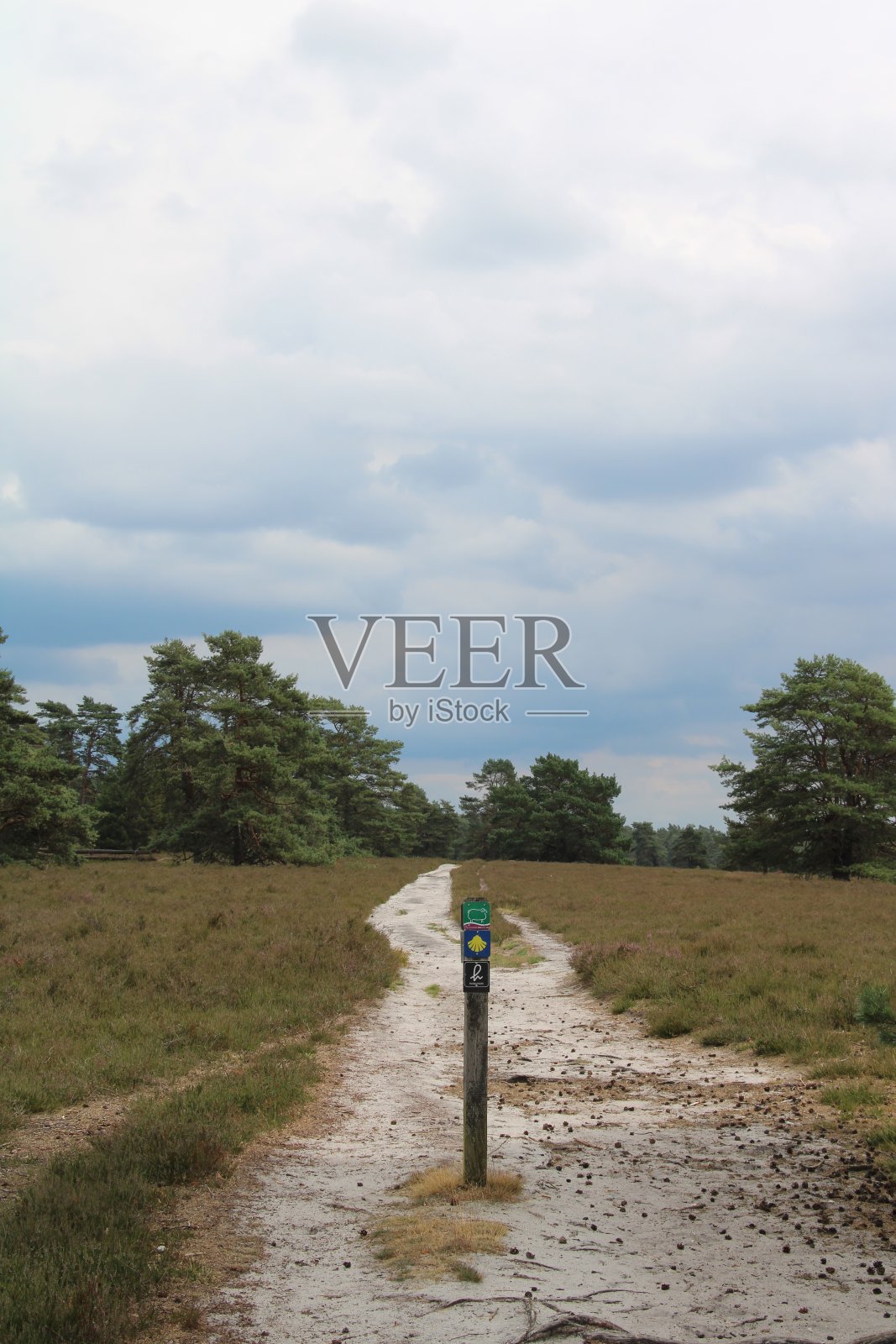 石楠景观，圣詹姆斯路照片摄影图片