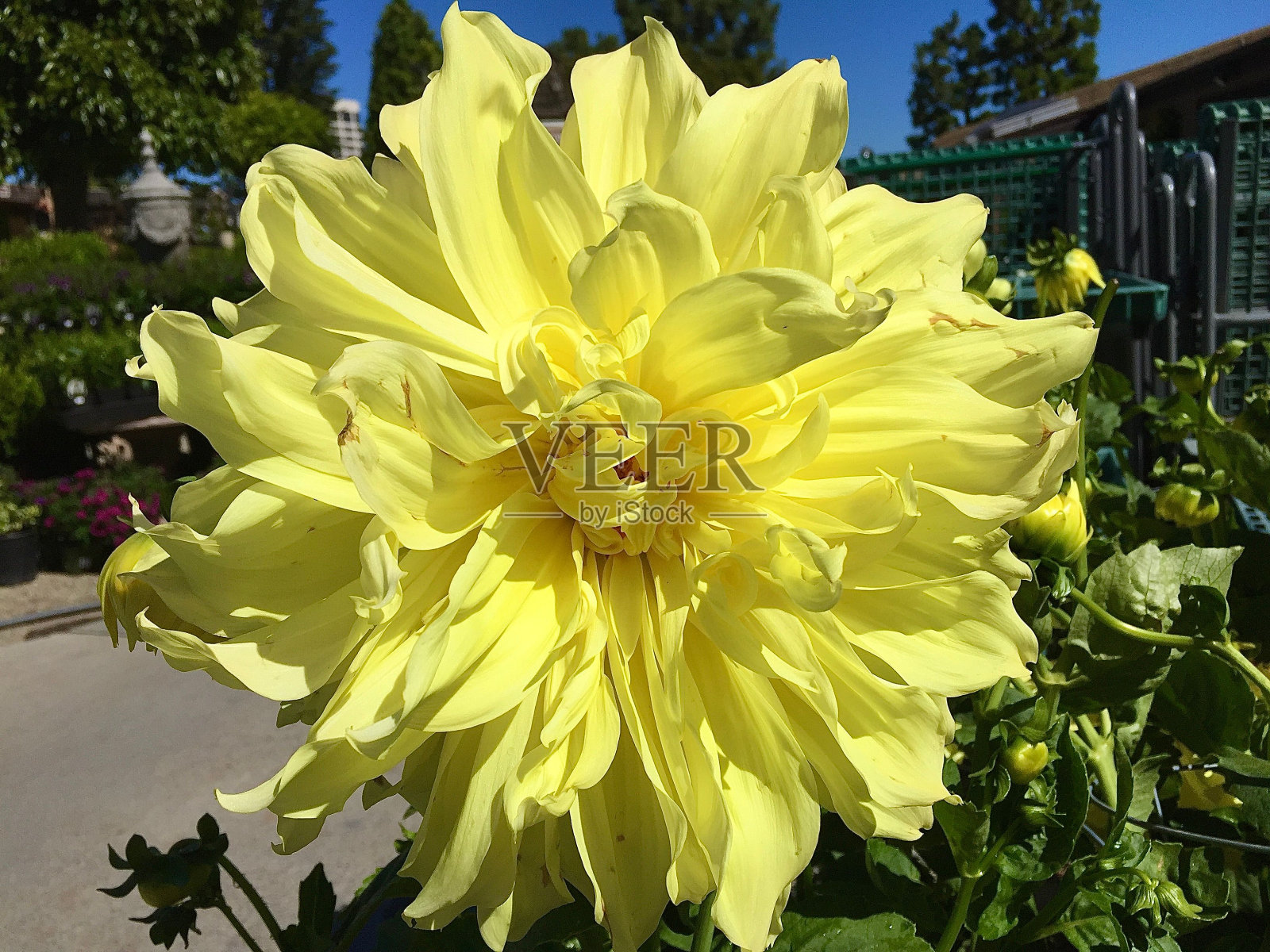 鲜艳的黄色花朵盛开在郁郁葱葱的花园中照片摄影图片