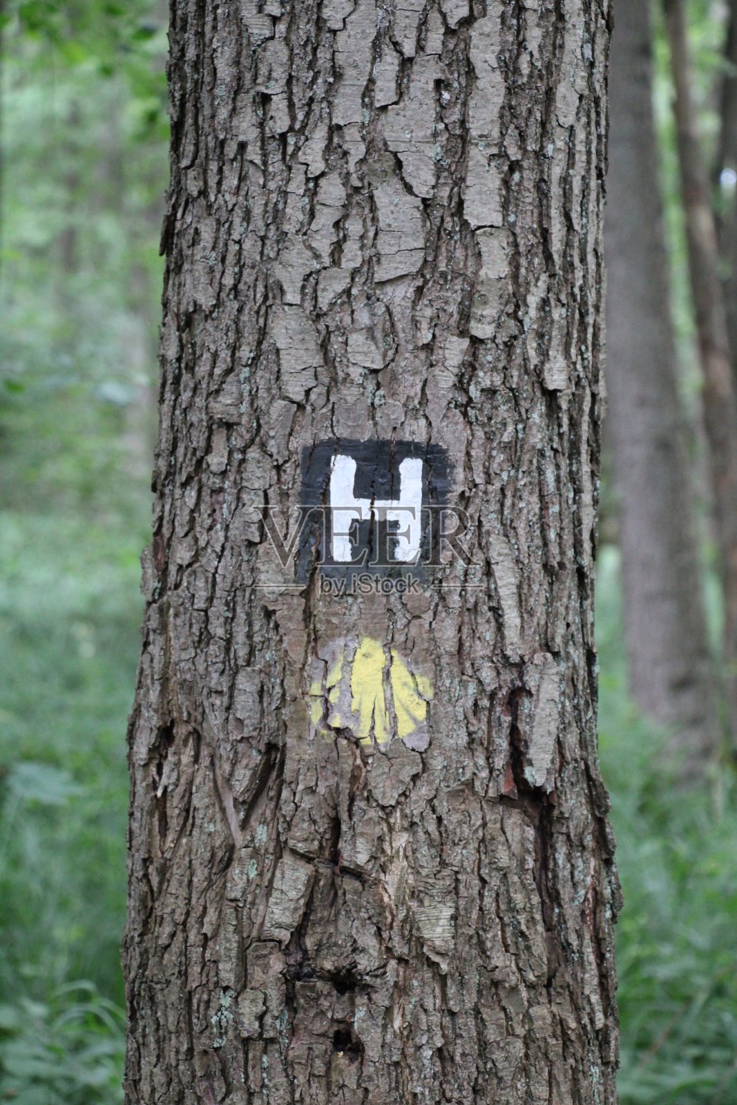 圣地亚哥之路和海德施努肯的火焰照片摄影图片