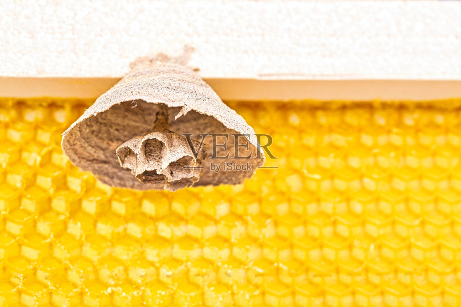 蜂巢架上亚洲大黄蜂巢开始照片摄影图片