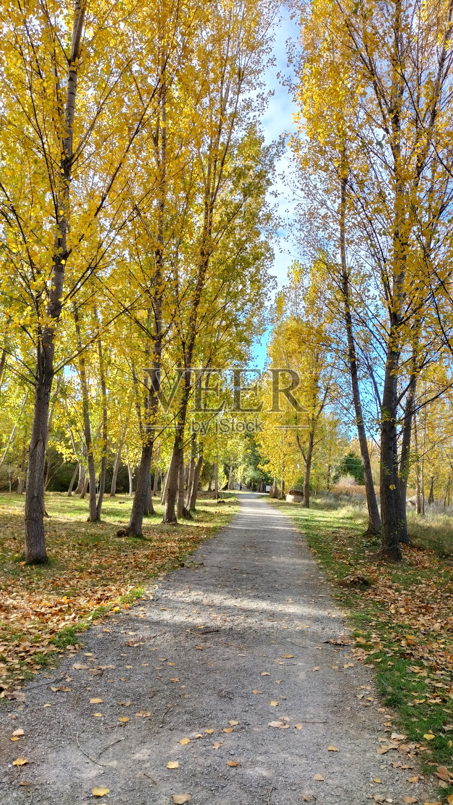 秋天的路在公园里有黄树和绿草。照片摄影图片