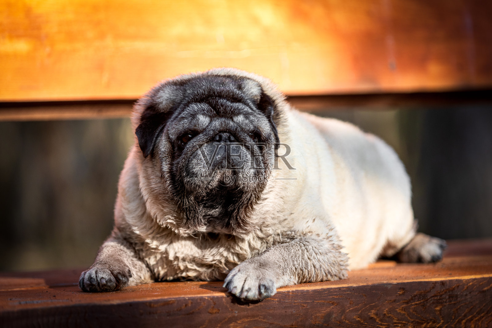 在一个阳光明媚的夏日，一只老米色哈巴狗躺在长凳上照片摄影图片