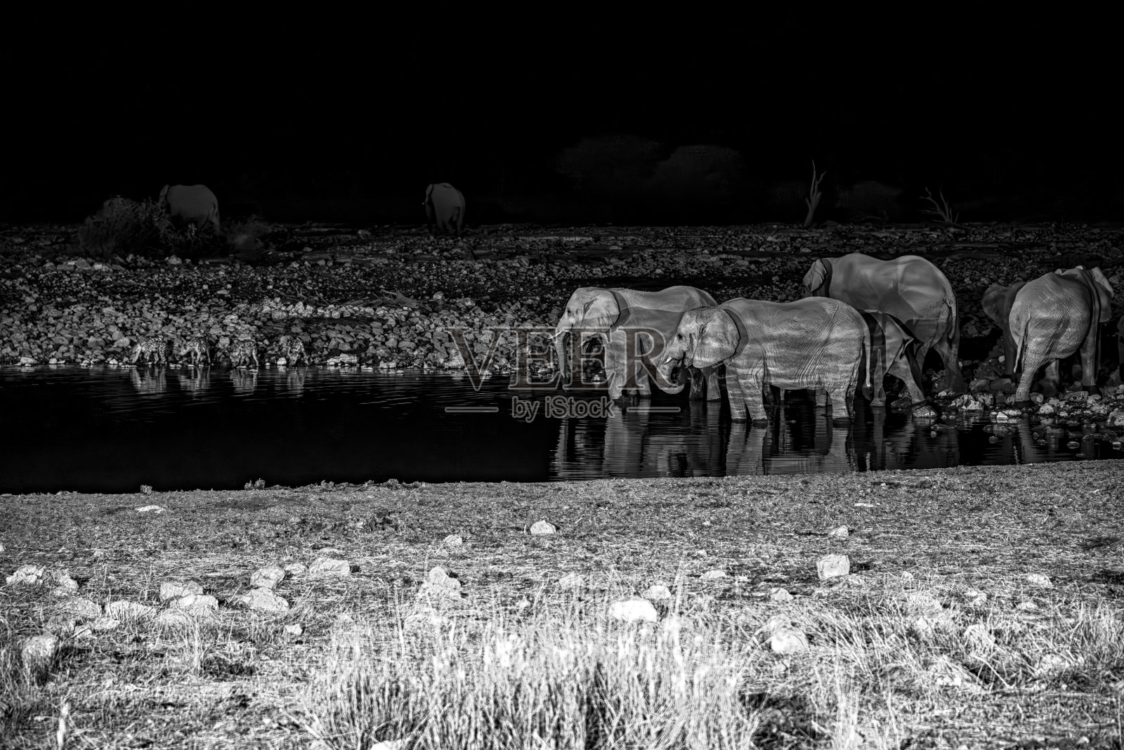 大草原上大象的夜景照片摄影图片