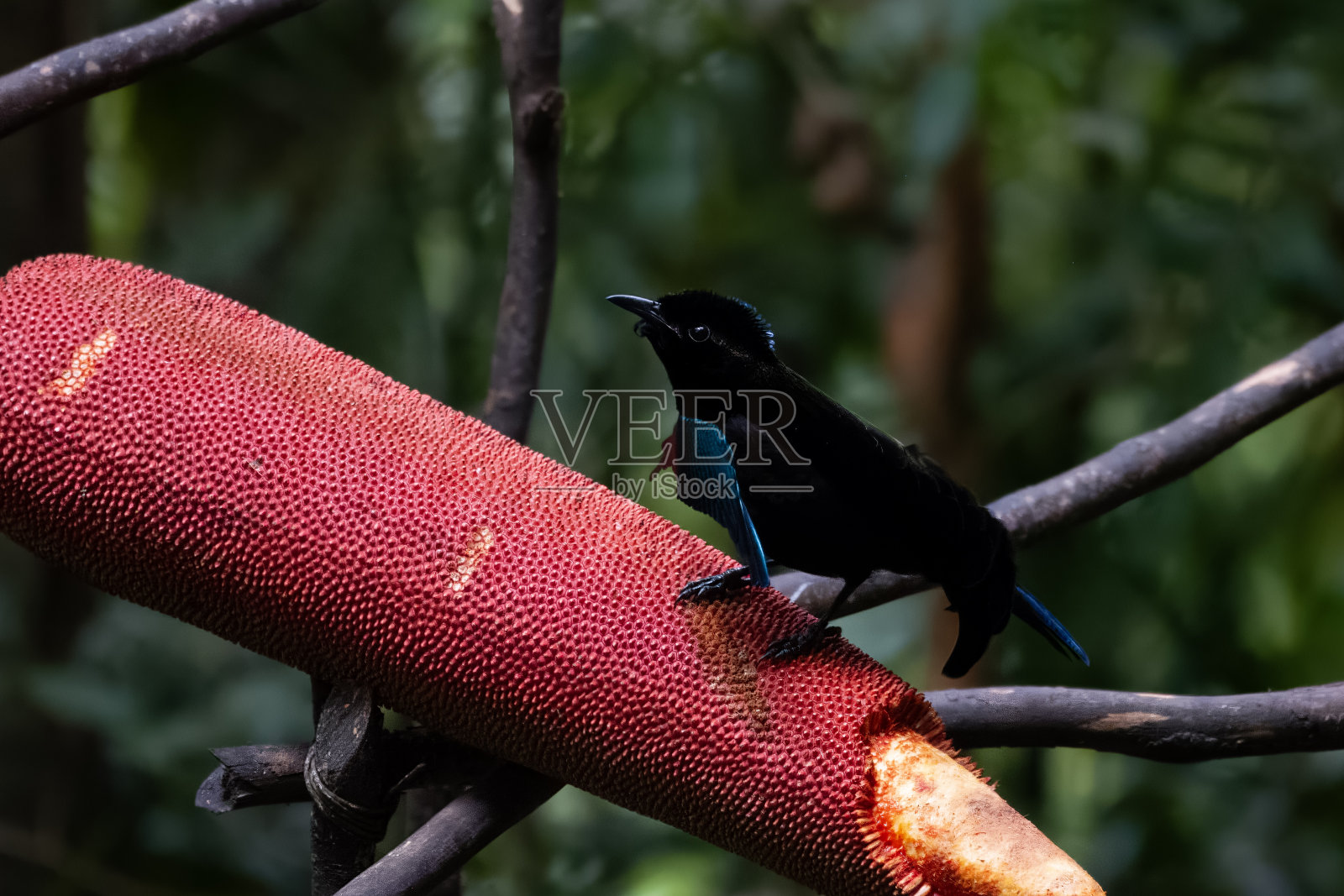 Vogelkop Lophorina或Lophorina niedda是在西巴布亚看到的天堂鸟照片摄影图片