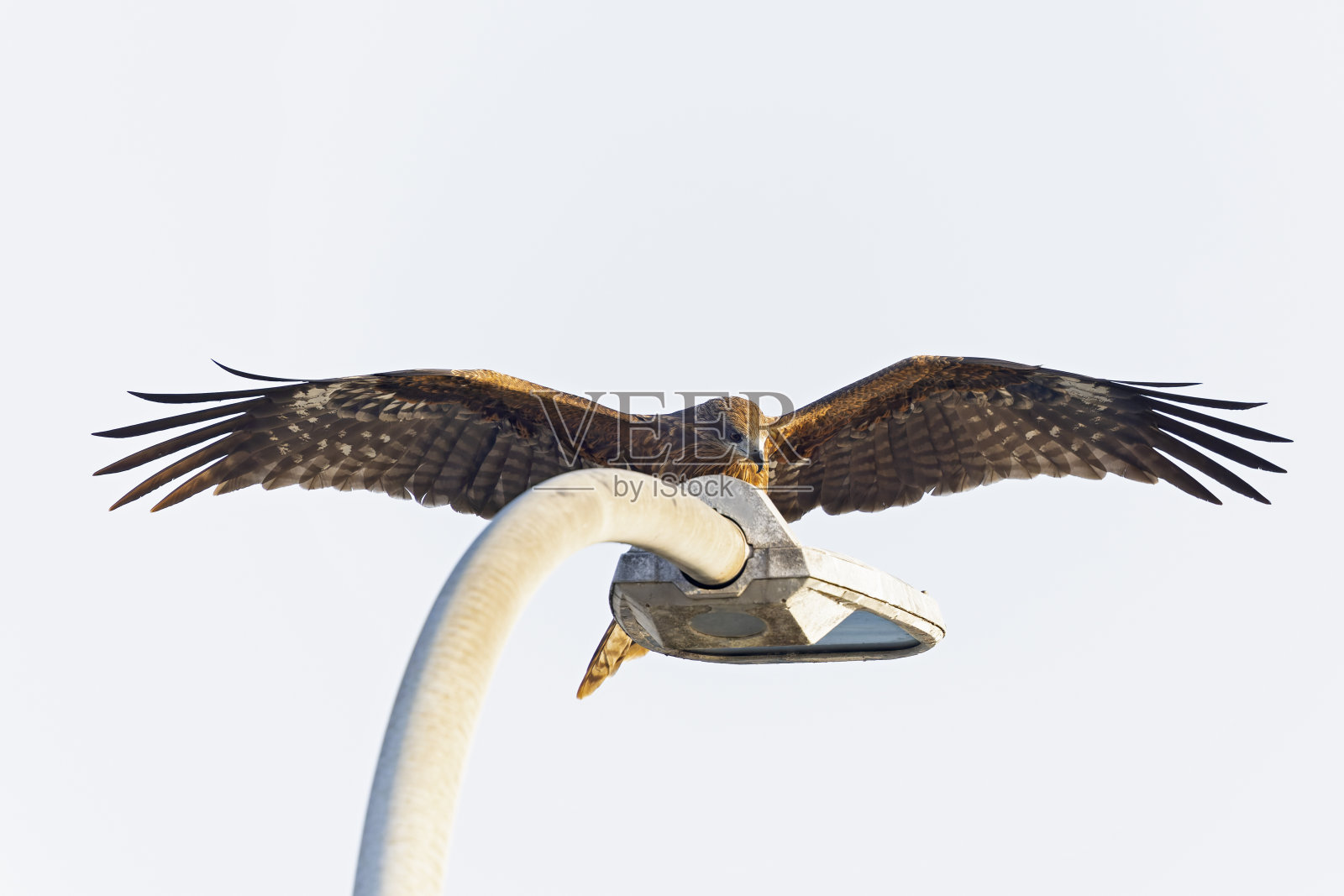 一只黑耳鸢(Milvus migrans)落在灯柱上。照片摄影图片